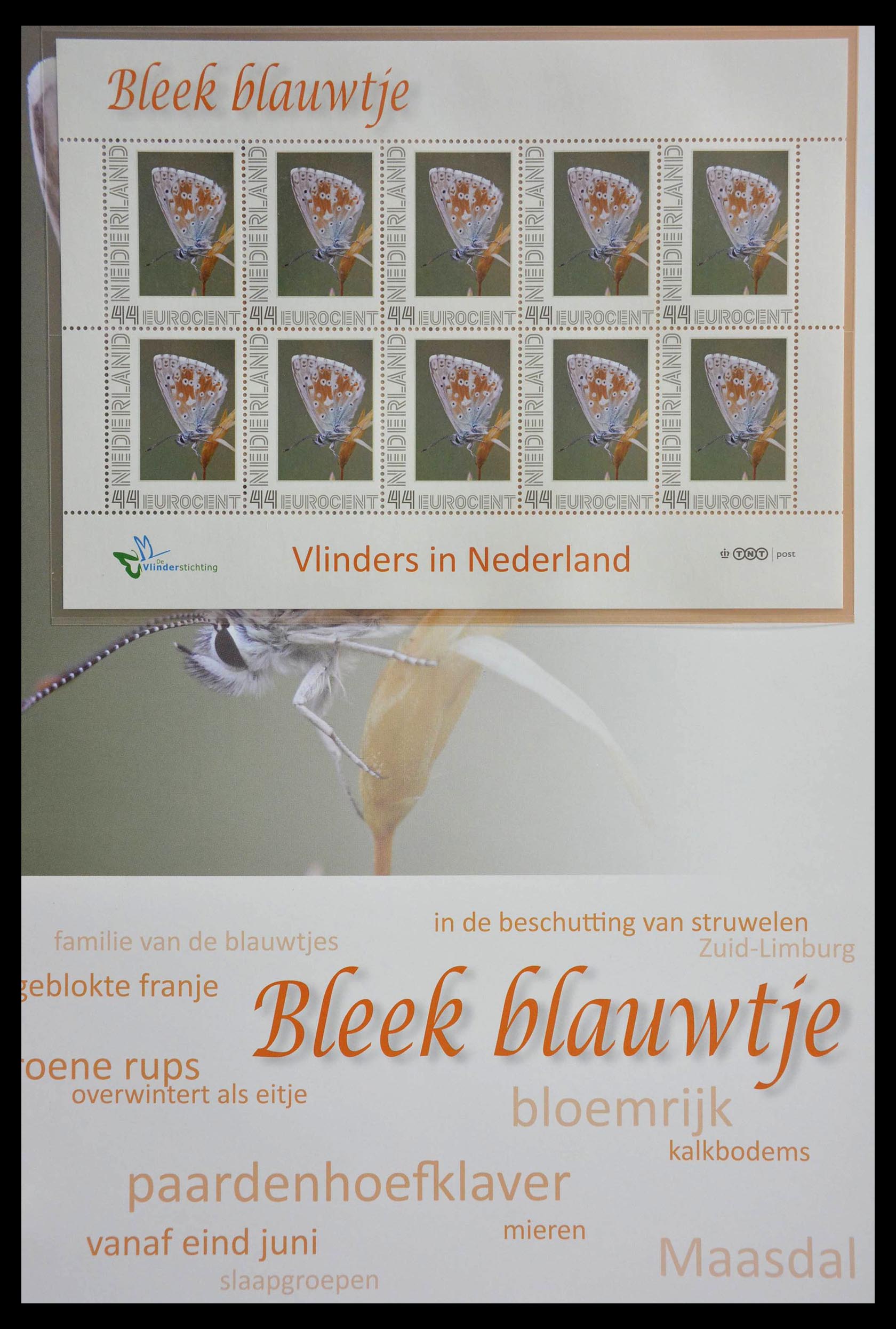 13105 006 - 13105 Butterflies in the Netherlands.