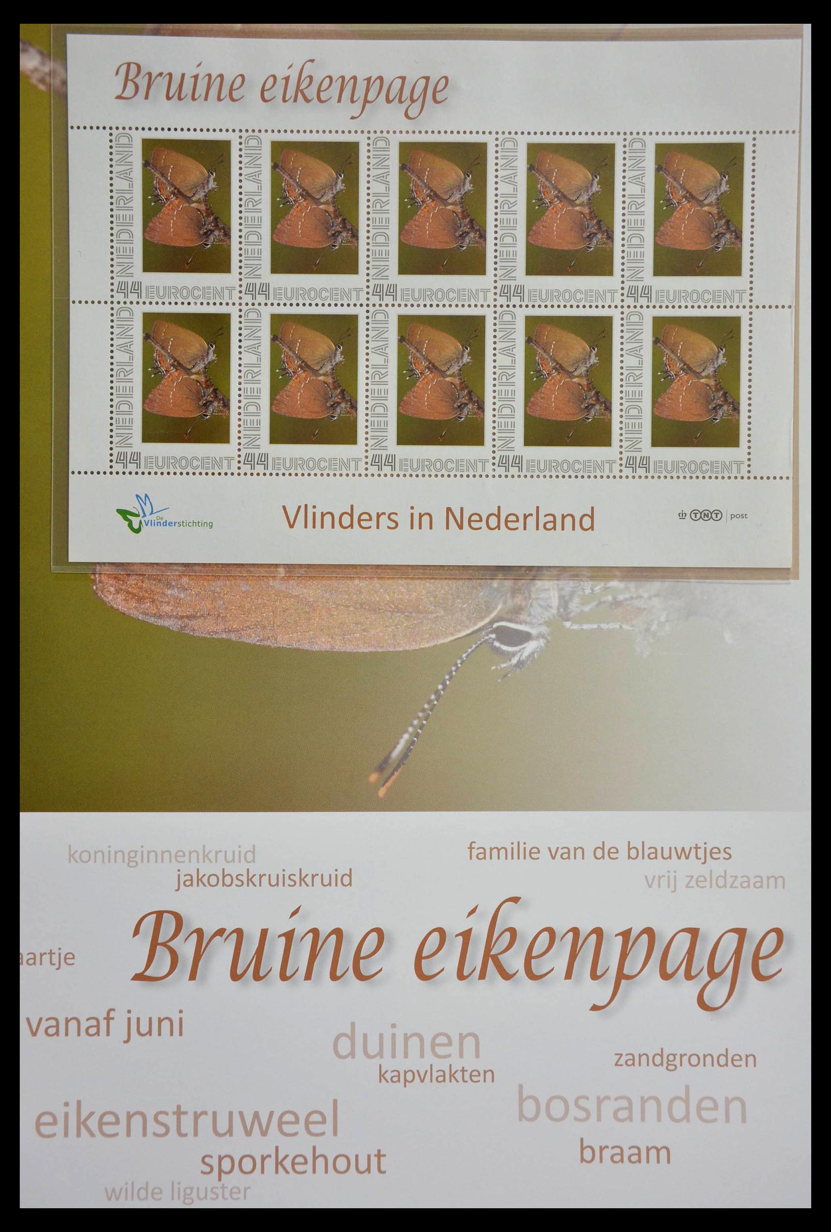 13105 010 - 13105 Butterflies in the Netherlands.