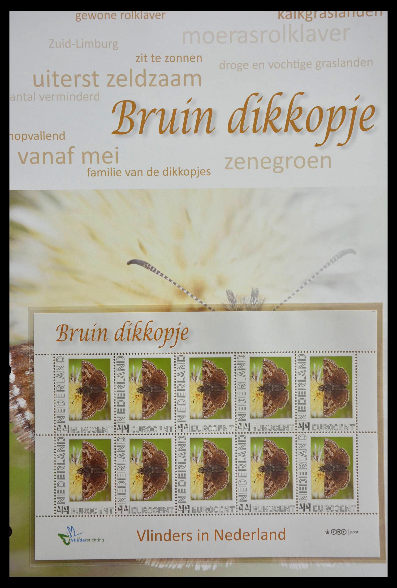 13105 016 - 13105 Butterflies in the Netherlands.