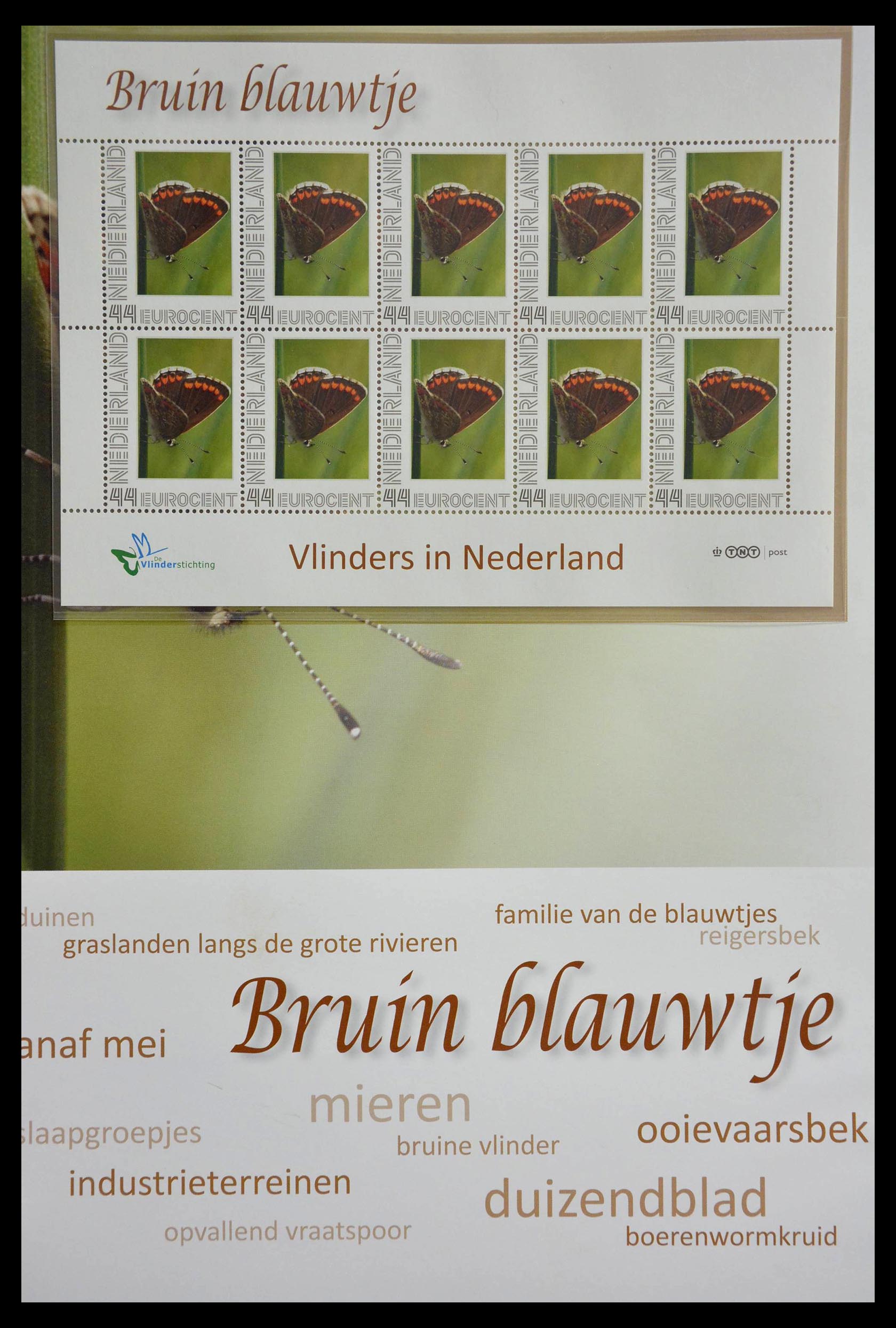 13105 019 - 13105 Butterflies in the Netherlands.