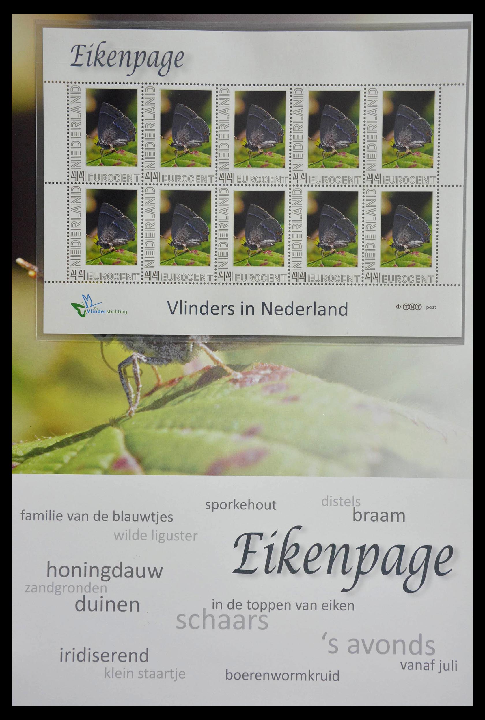13105 022 - 13105 Butterflies in the Netherlands.