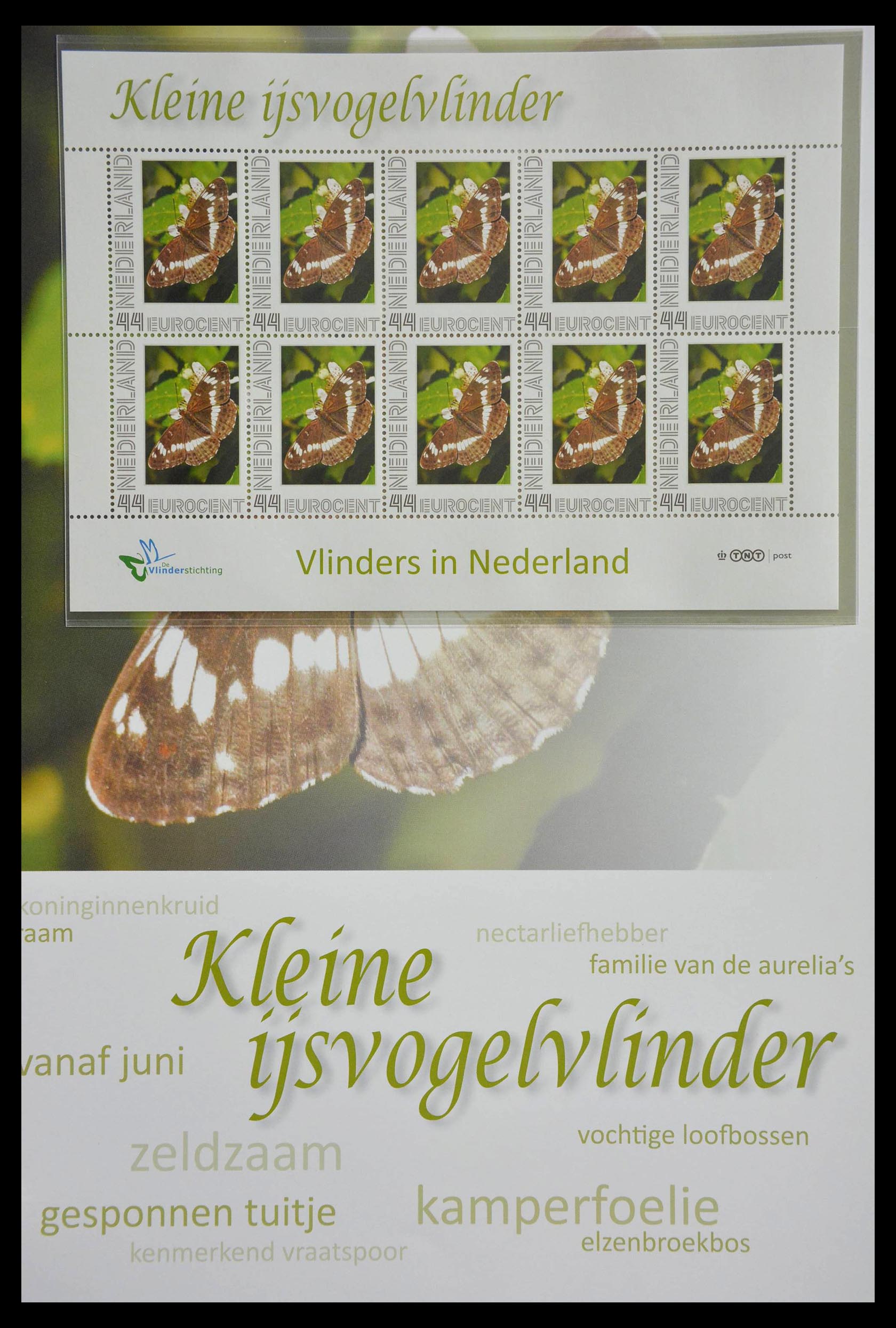 13105 027 - 13105 Butterflies in the Netherlands.