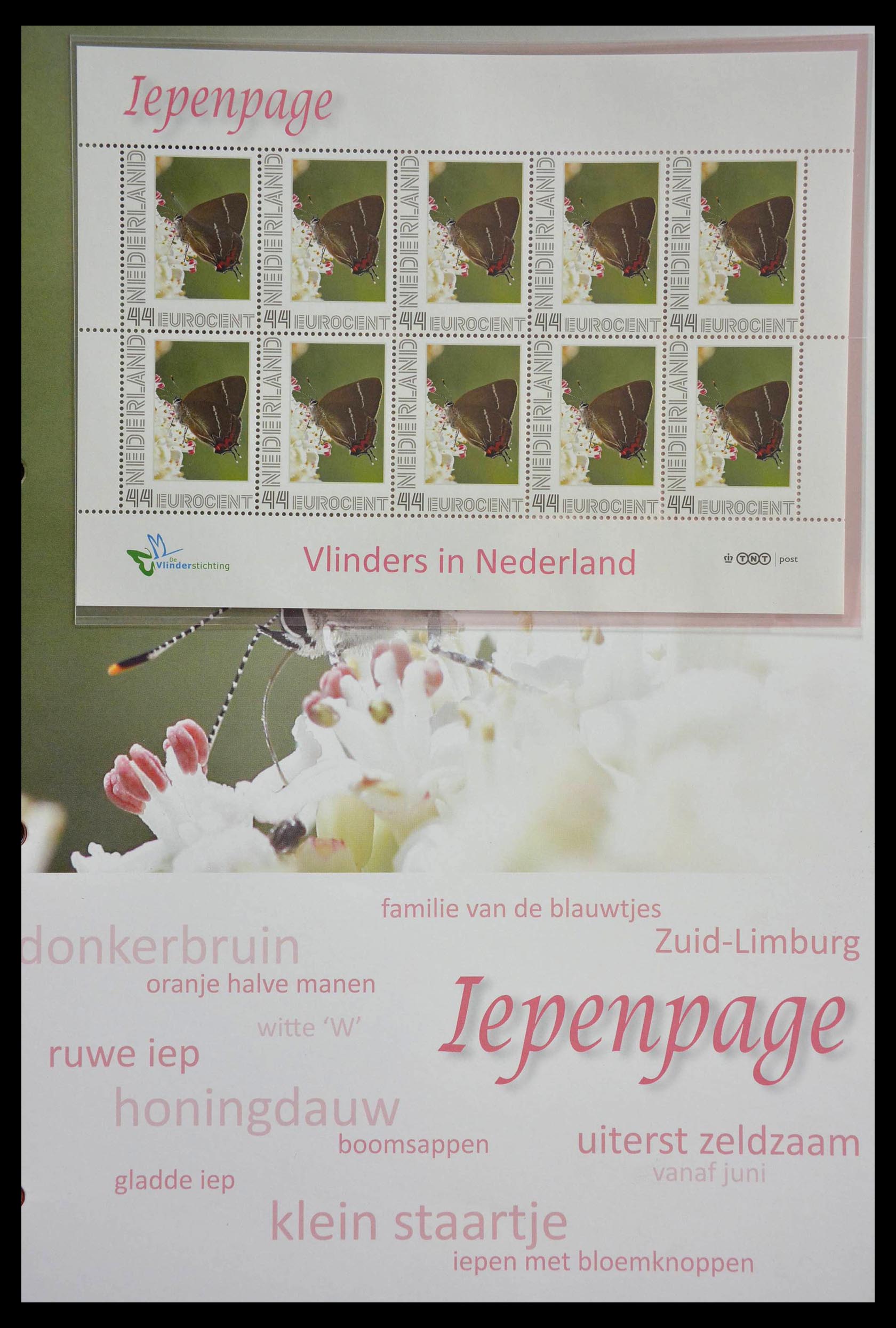 13105 029 - 13105 Butterflies in the Netherlands.