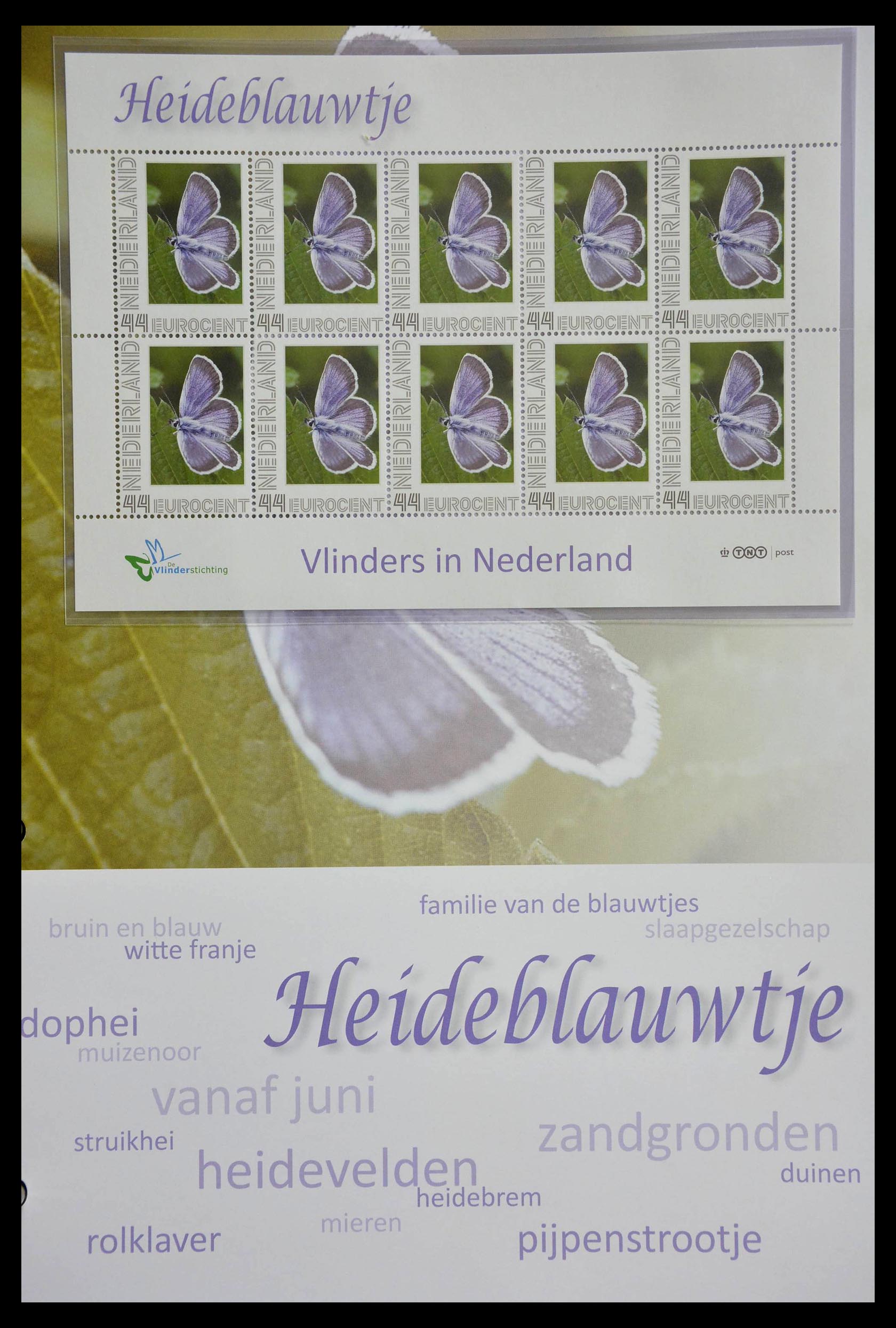 13105 033 - 13105 Butterflies in the Netherlands.