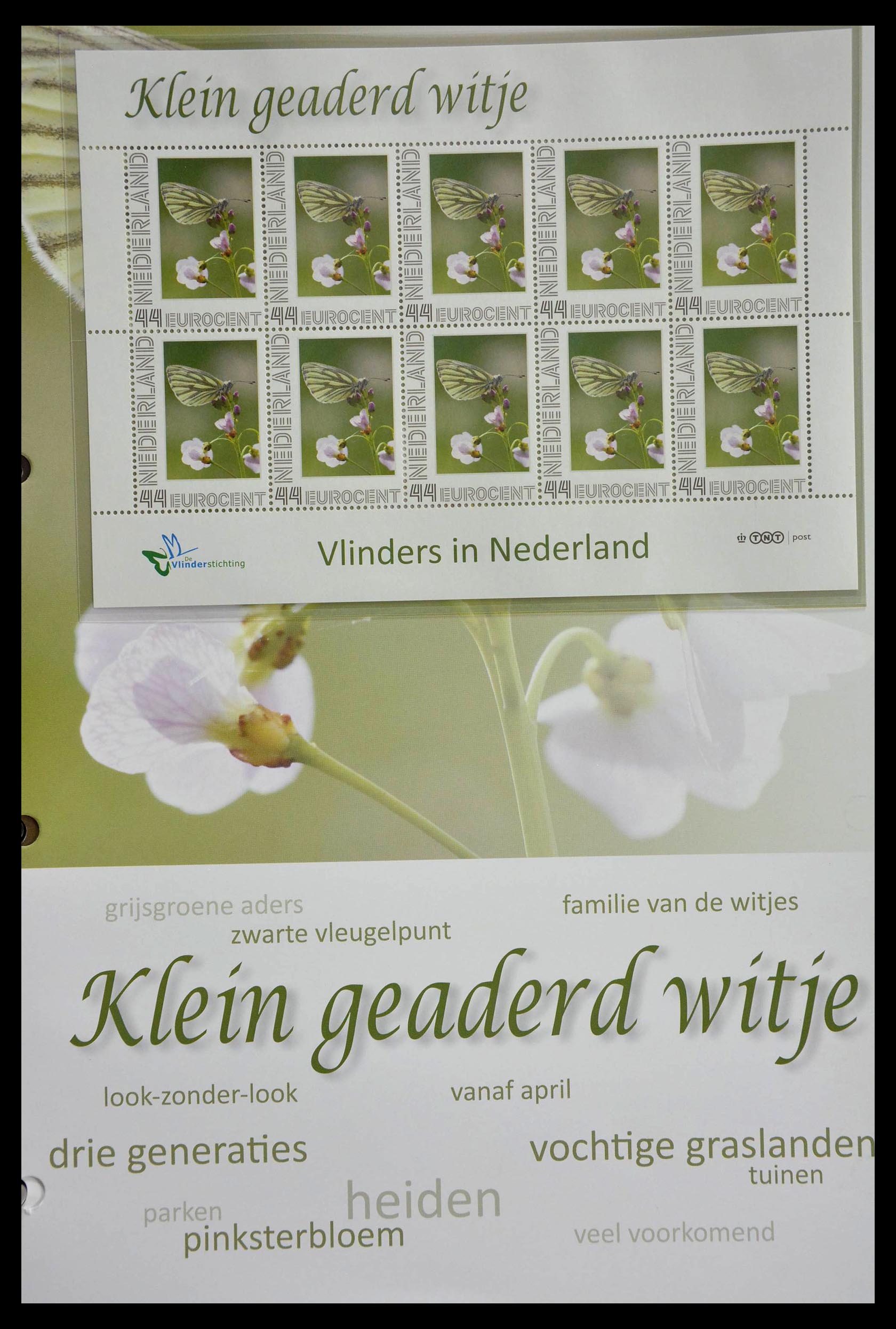 13105 035 - 13105 Butterflies in the Netherlands.