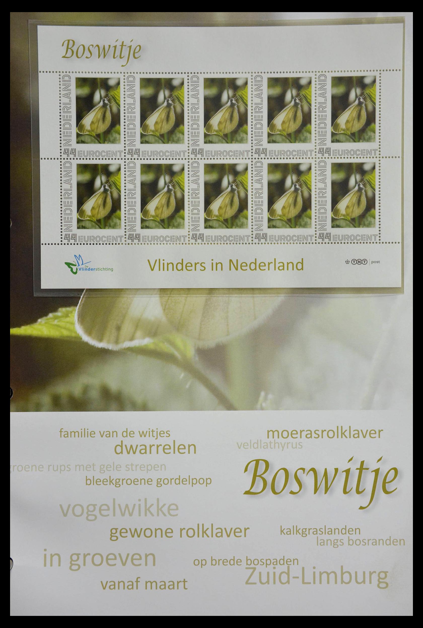 13105 036 - 13105 Butterflies in the Netherlands.