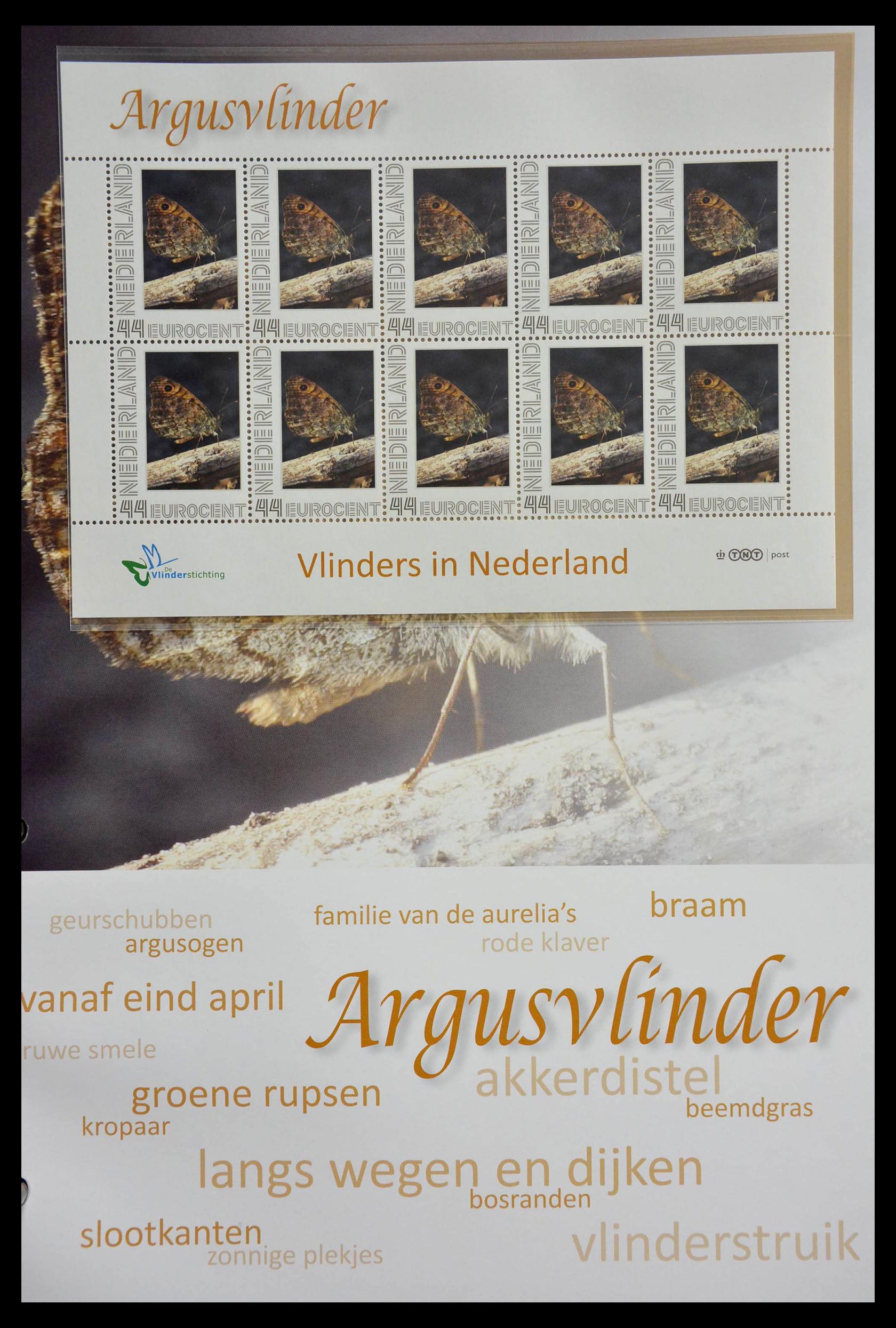 13105 037 - 13105 Butterflies in the Netherlands.