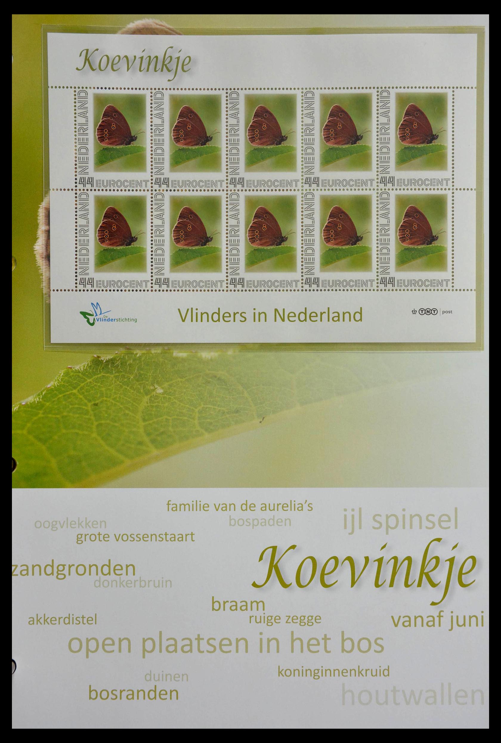 13105 039 - 13105 Butterflies in the Netherlands.