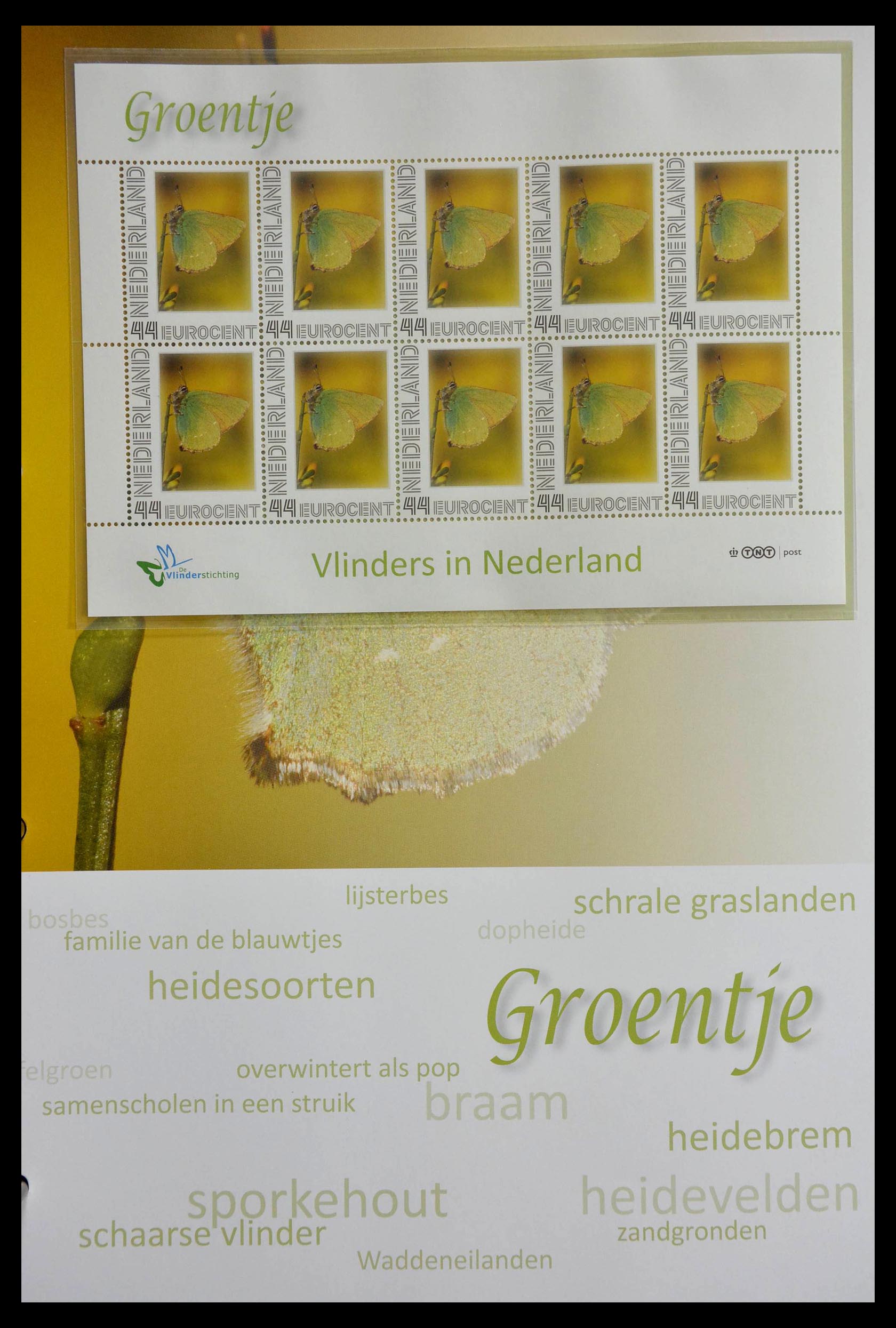 13105 042 - 13105 Butterflies in the Netherlands.