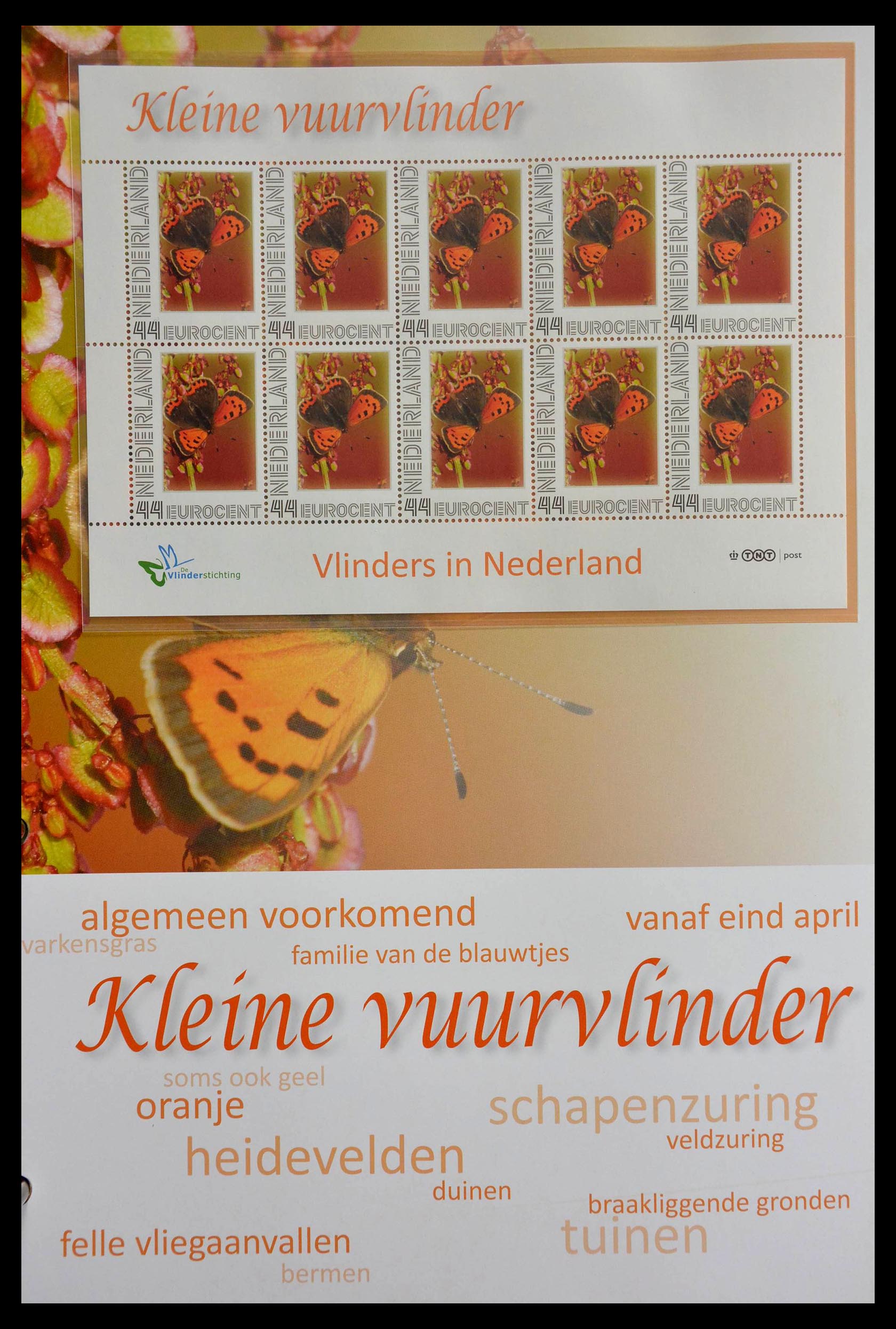 13105 044 - 13105 Butterflies in the Netherlands.