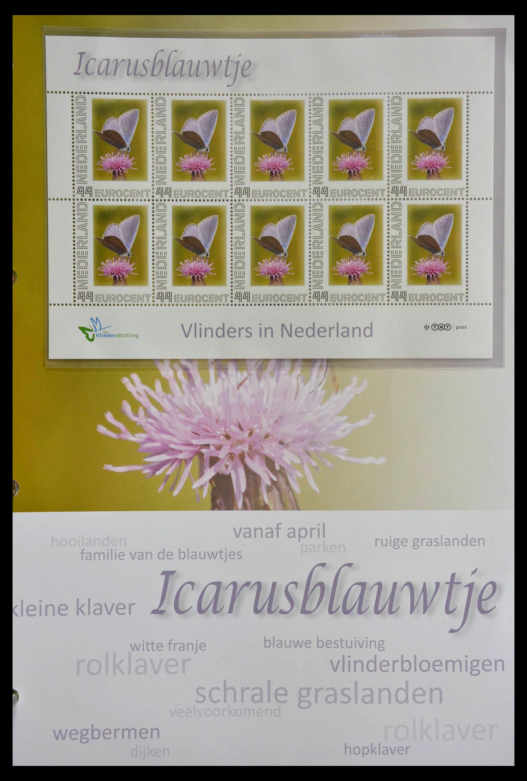 13105 049 - 13105 Butterflies in the Netherlands.