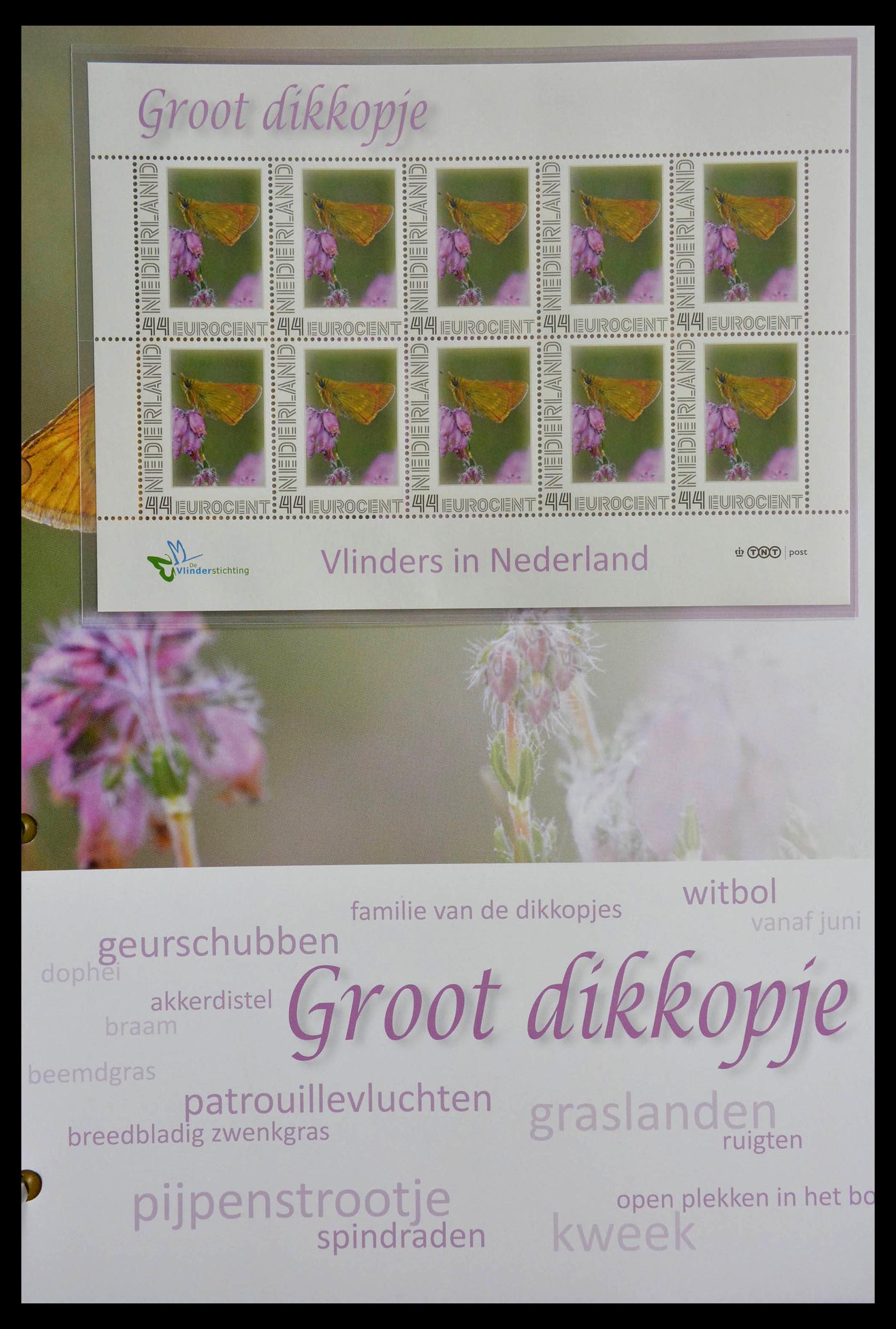 13105 051 - 13105 Butterflies in the Netherlands.