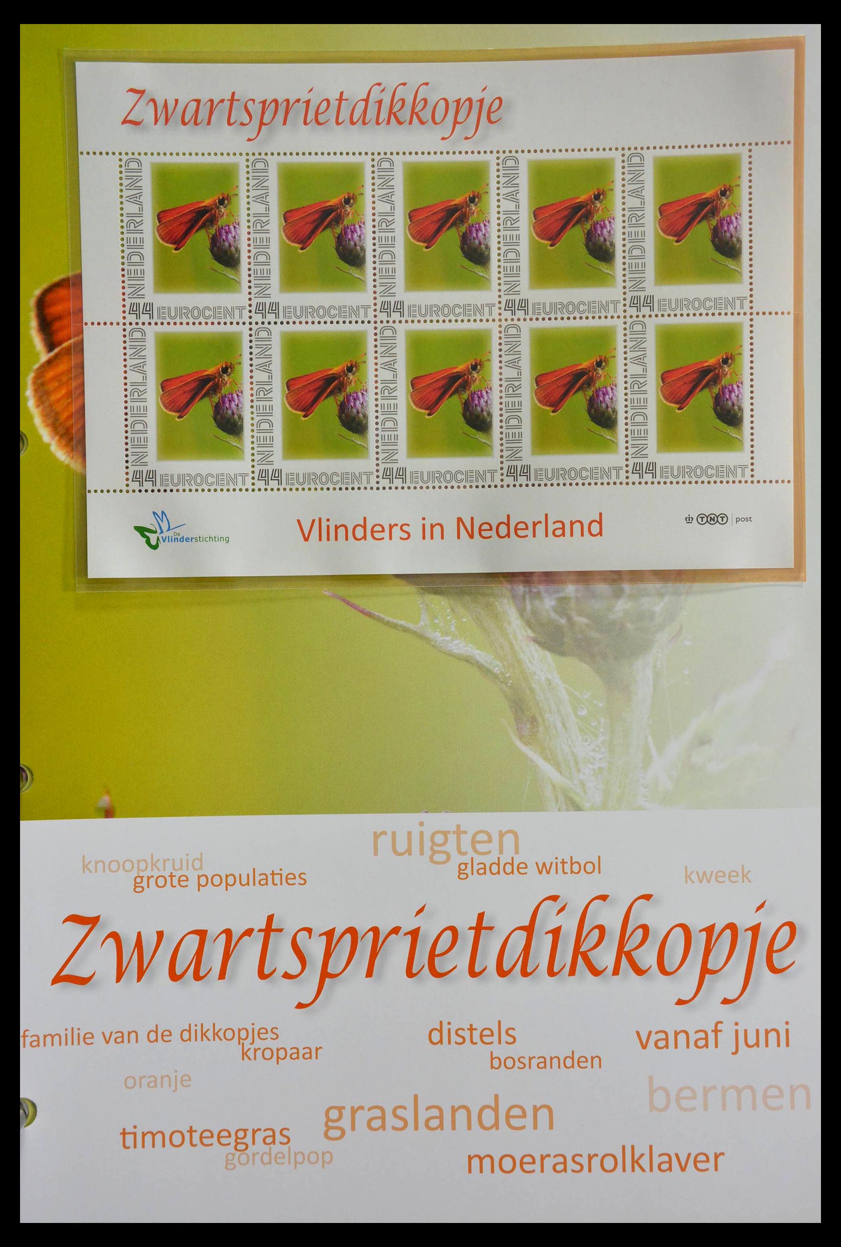 13105 053 - 13105 Butterflies in the Netherlands.