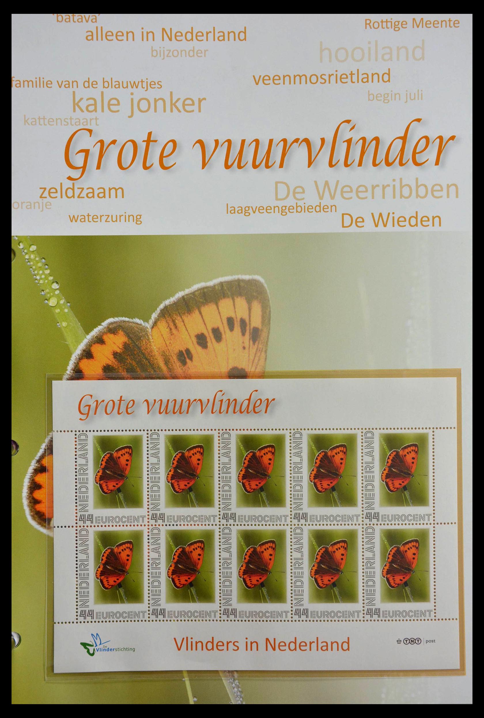 13105 054 - 13105 Butterflies in the Netherlands.