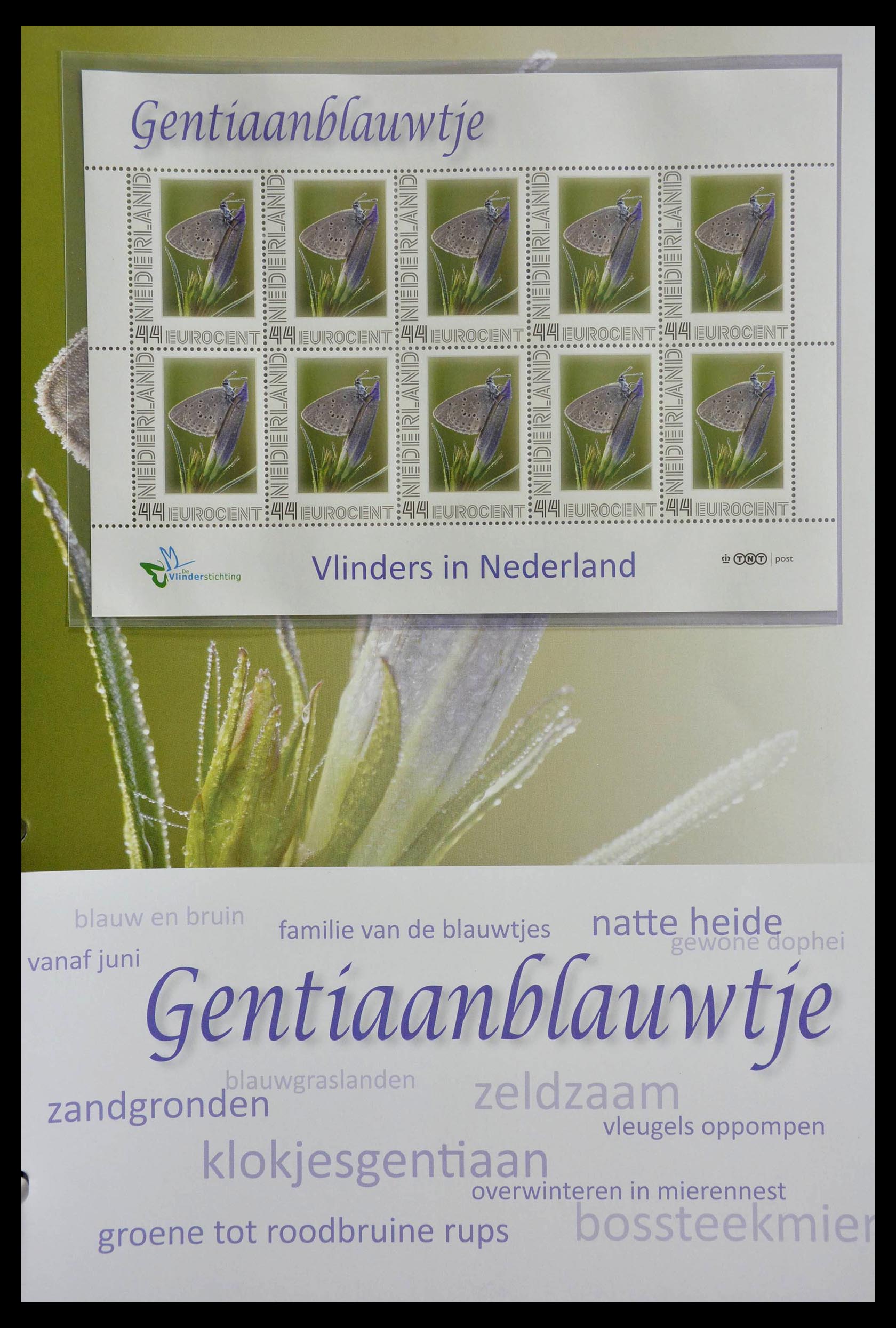 13105 062 - 13105 Butterflies in the Netherlands.