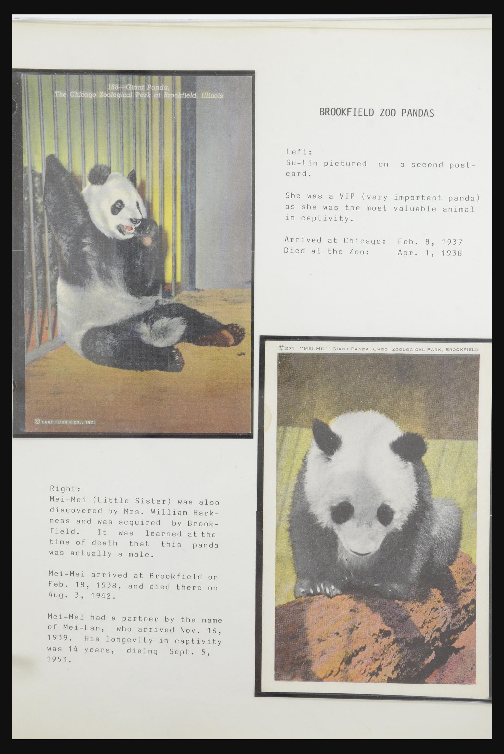 31922 027 - 31922 Thematic giant panda's 1937-1989.