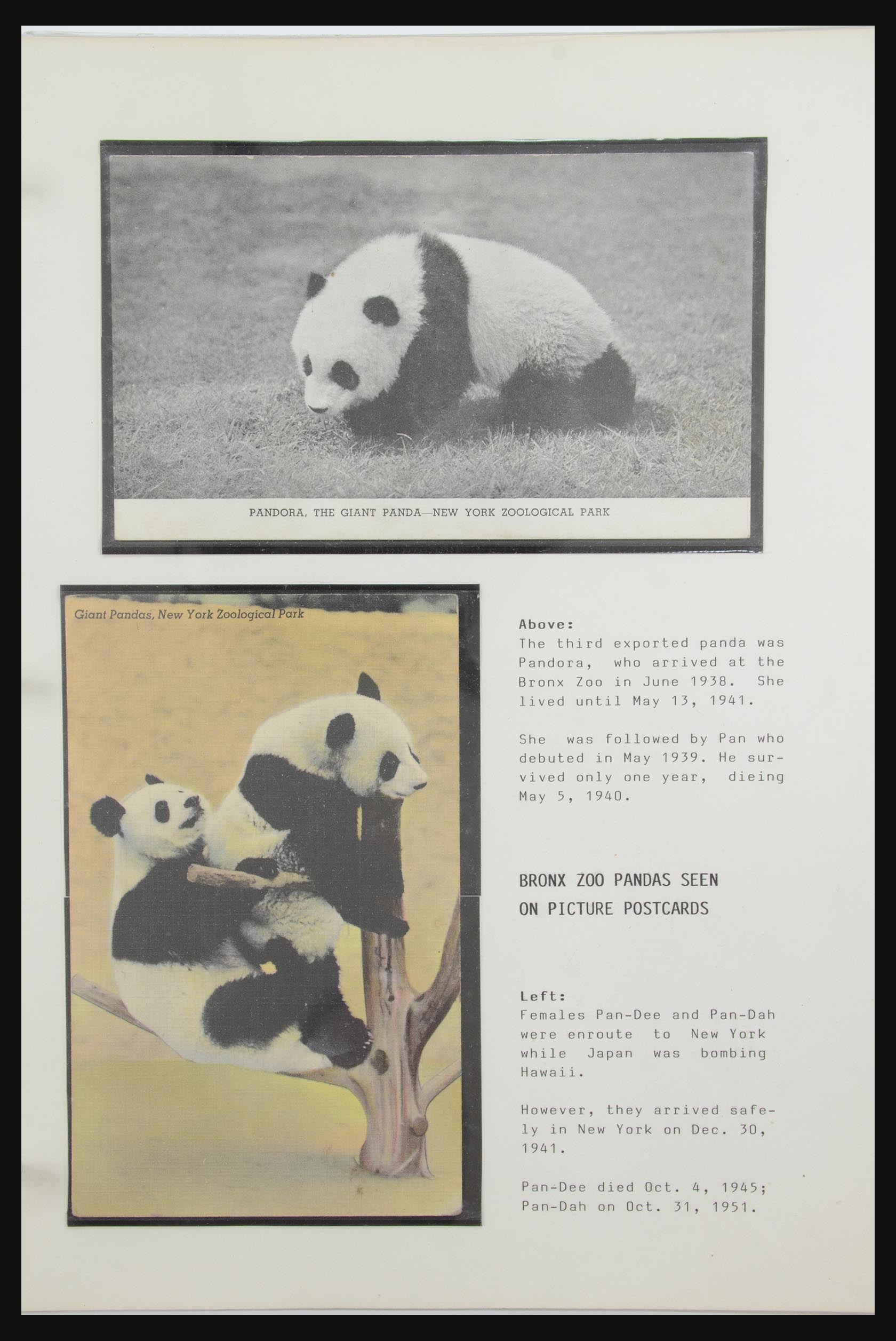 31922 028 - 31922 Thematic giant panda's 1937-1989.