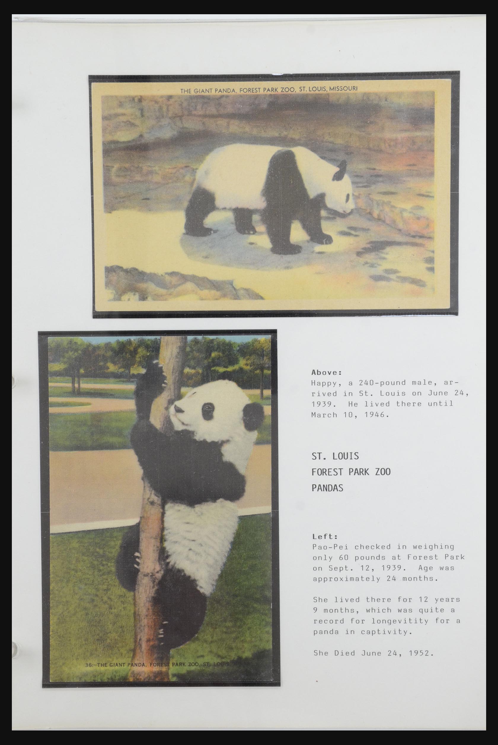31922 029 - 31922 Motief panda's 1937-1989.