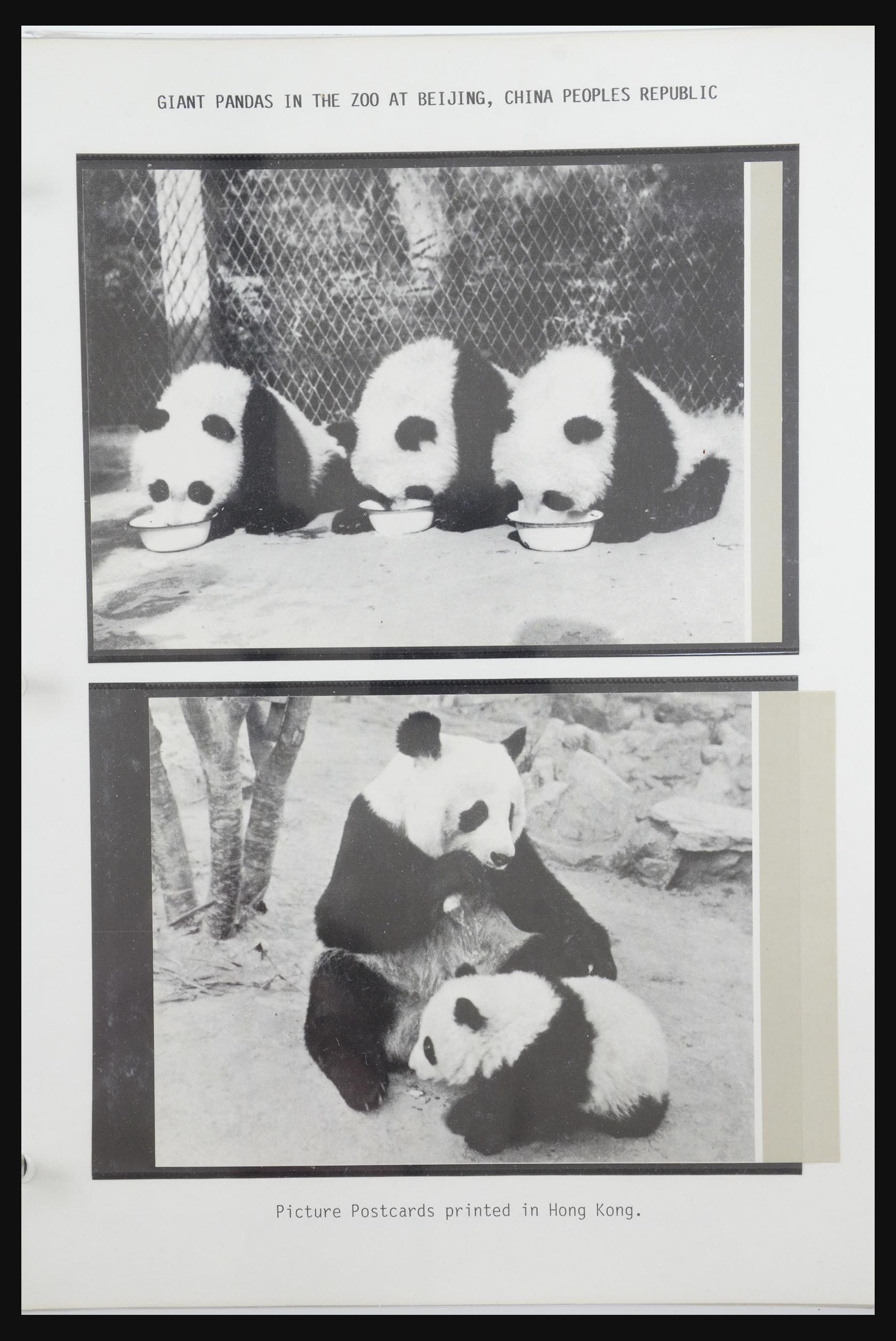 31922 030 - 31922 Thematic giant panda's 1937-1989.