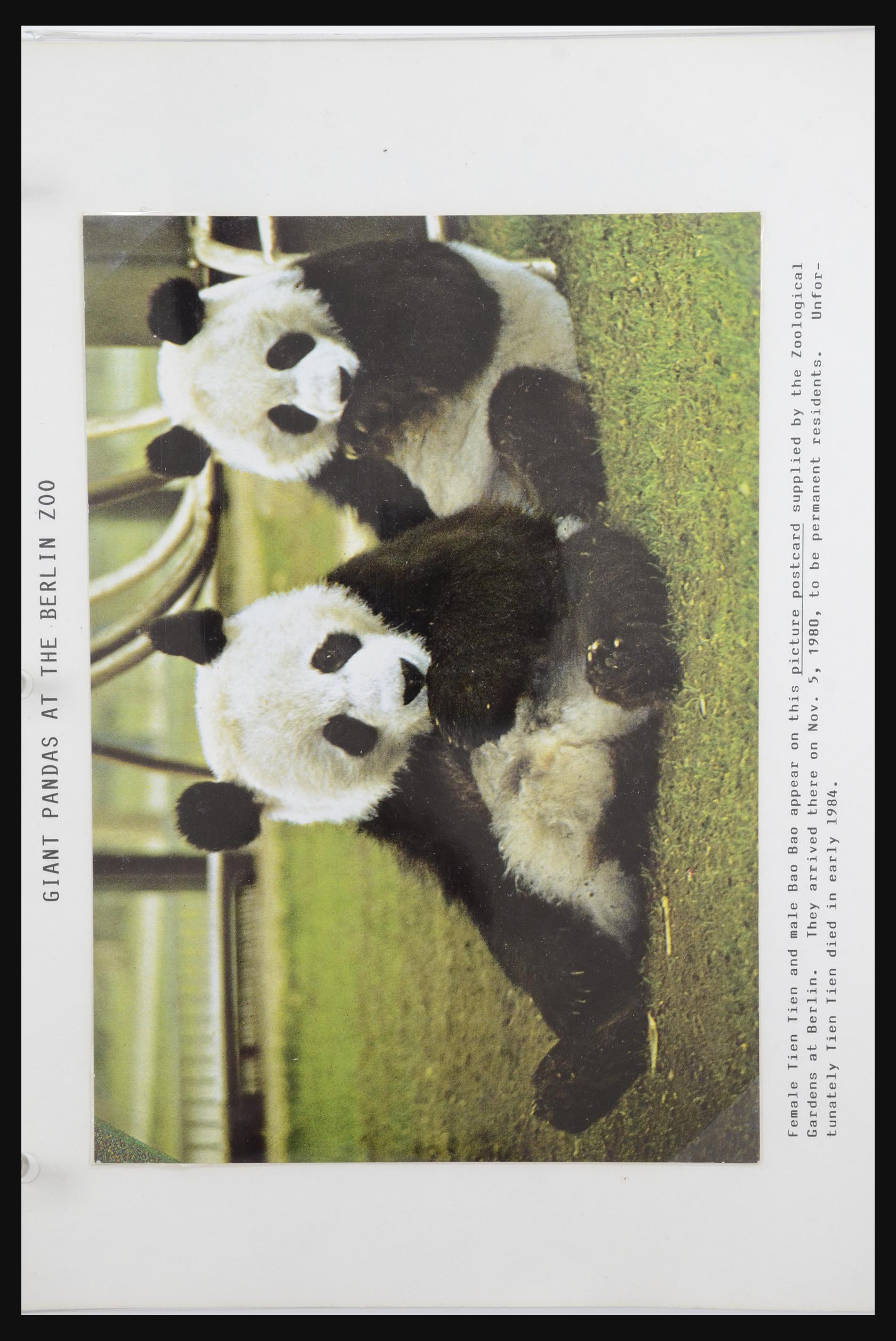 31922 032 - 31922 Thematic giant panda's 1937-1989.