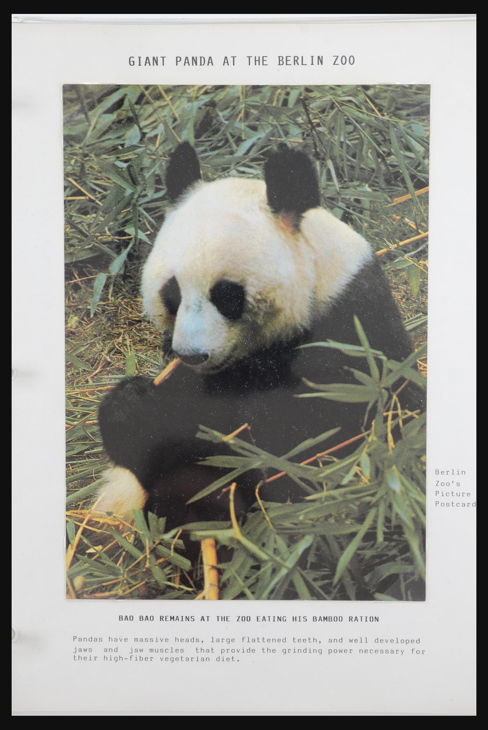 31922 033 - 31922 Thematic giant panda's 1937-1989.