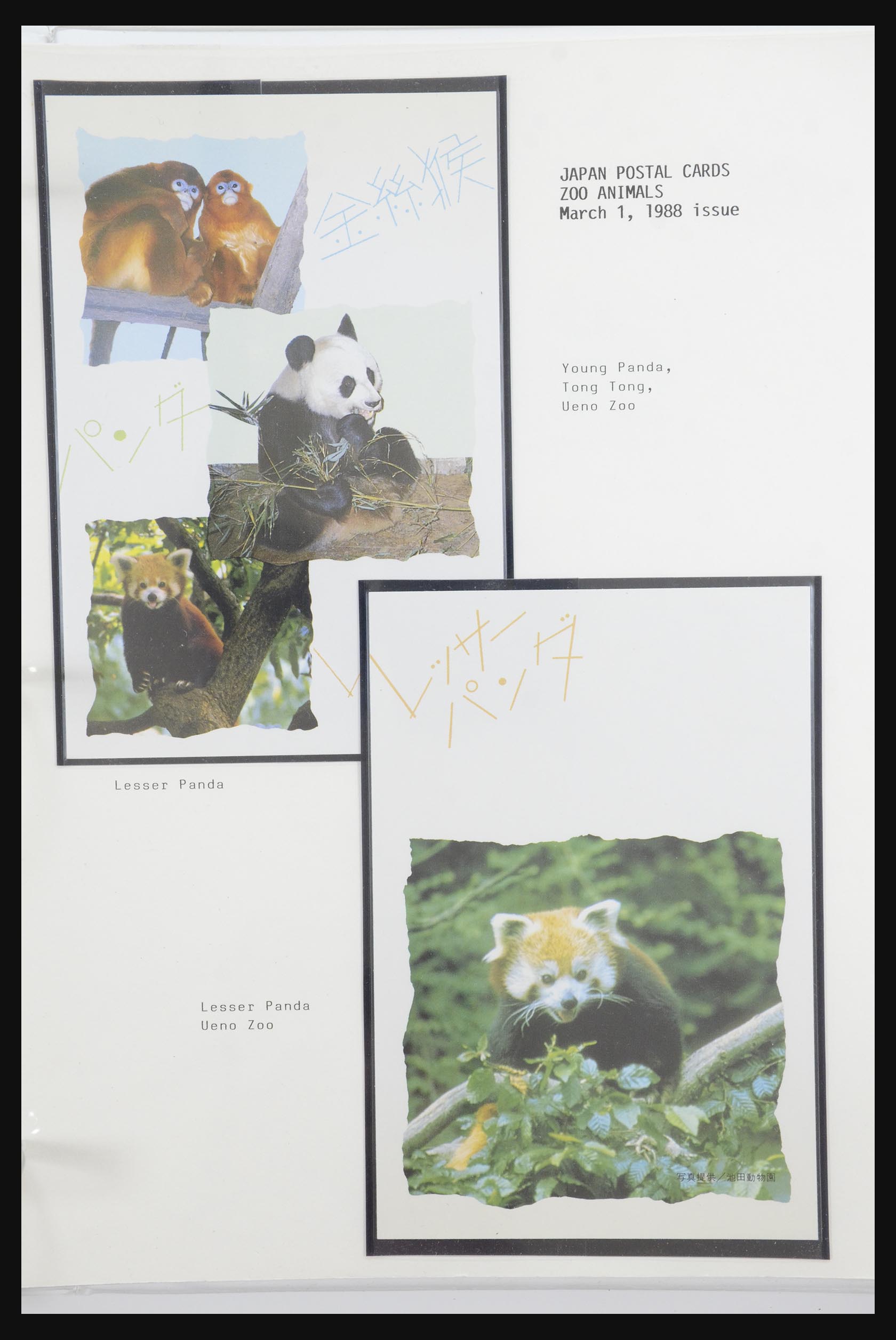31922 043 - 31922 Thematic giant panda's 1937-1989.