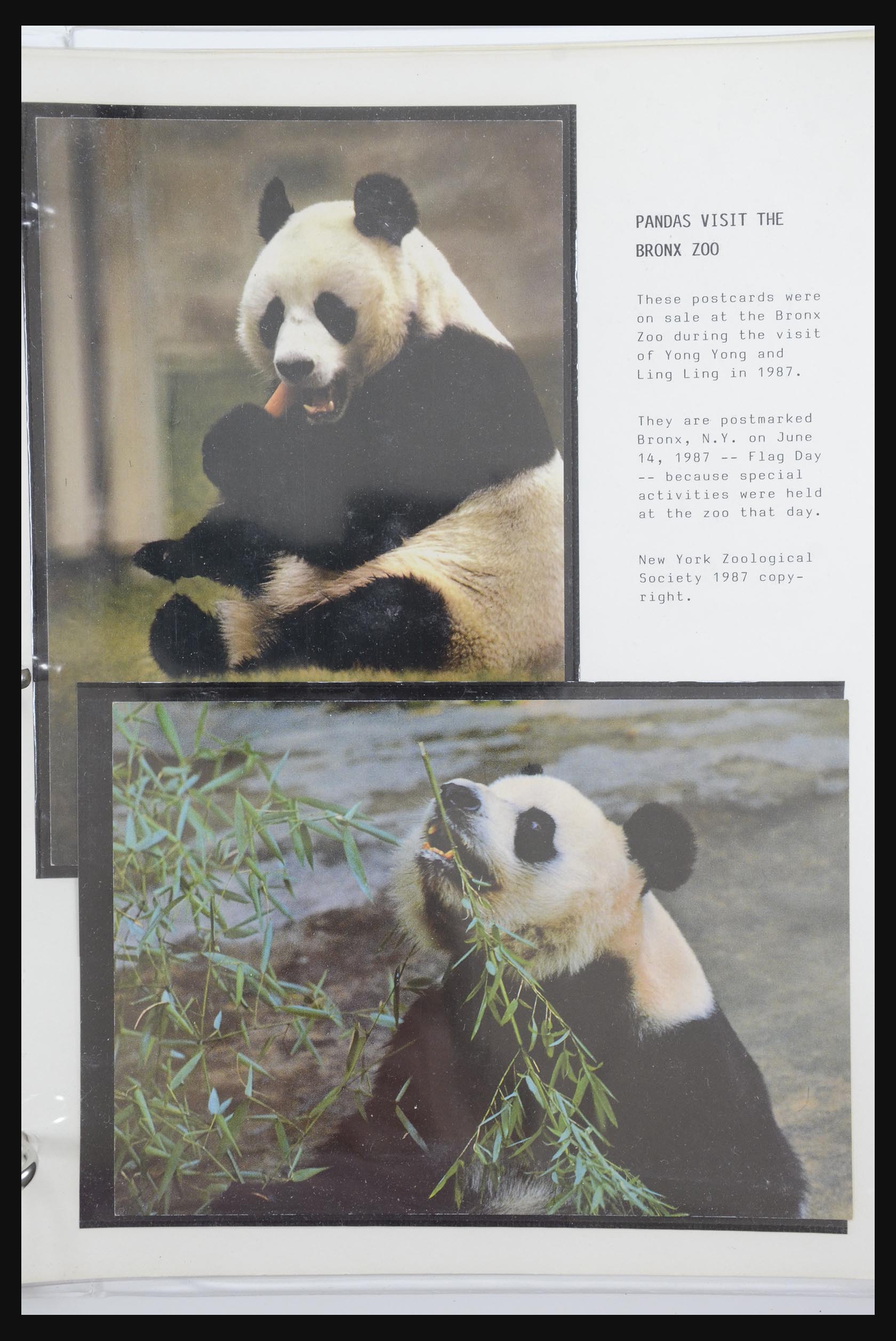 31922 050 - 31922 Thematic giant panda's 1937-1989.