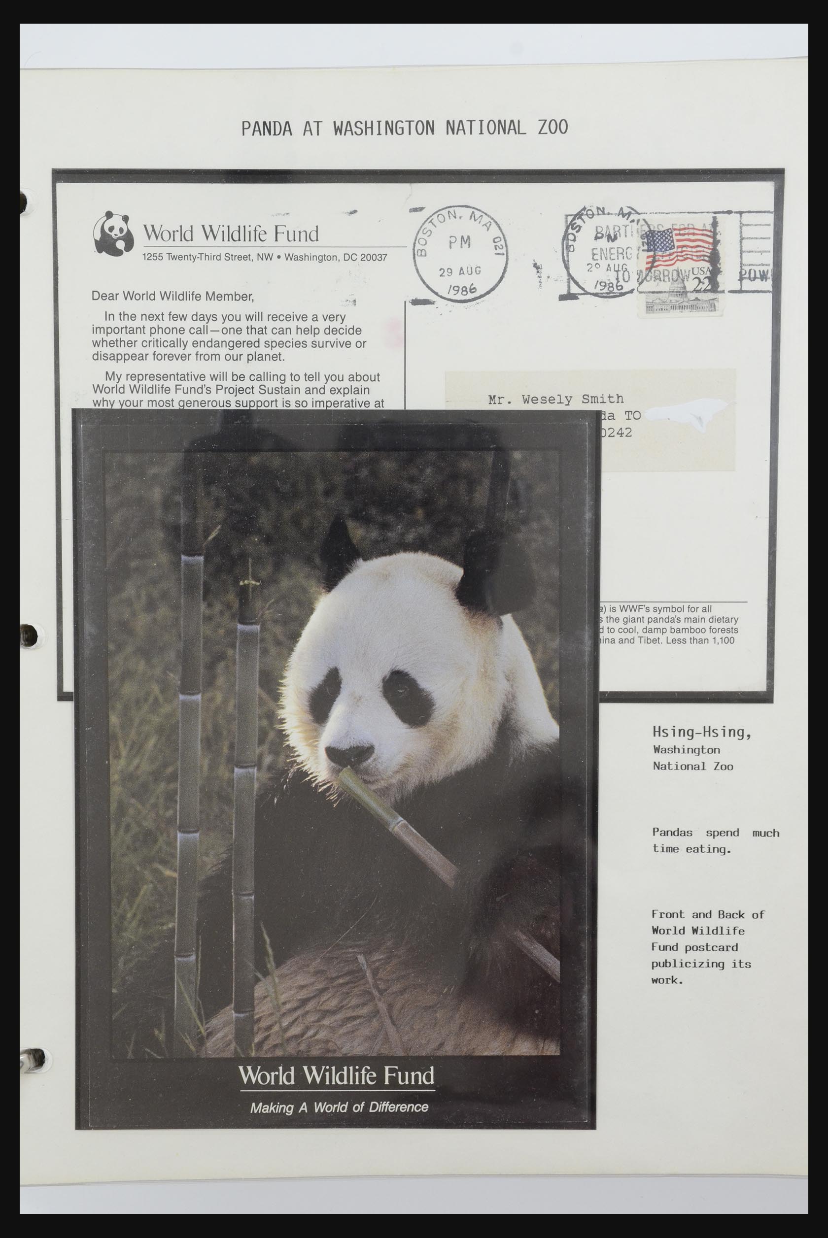 31922 055 - 31922 Motief panda's 1937-1989.