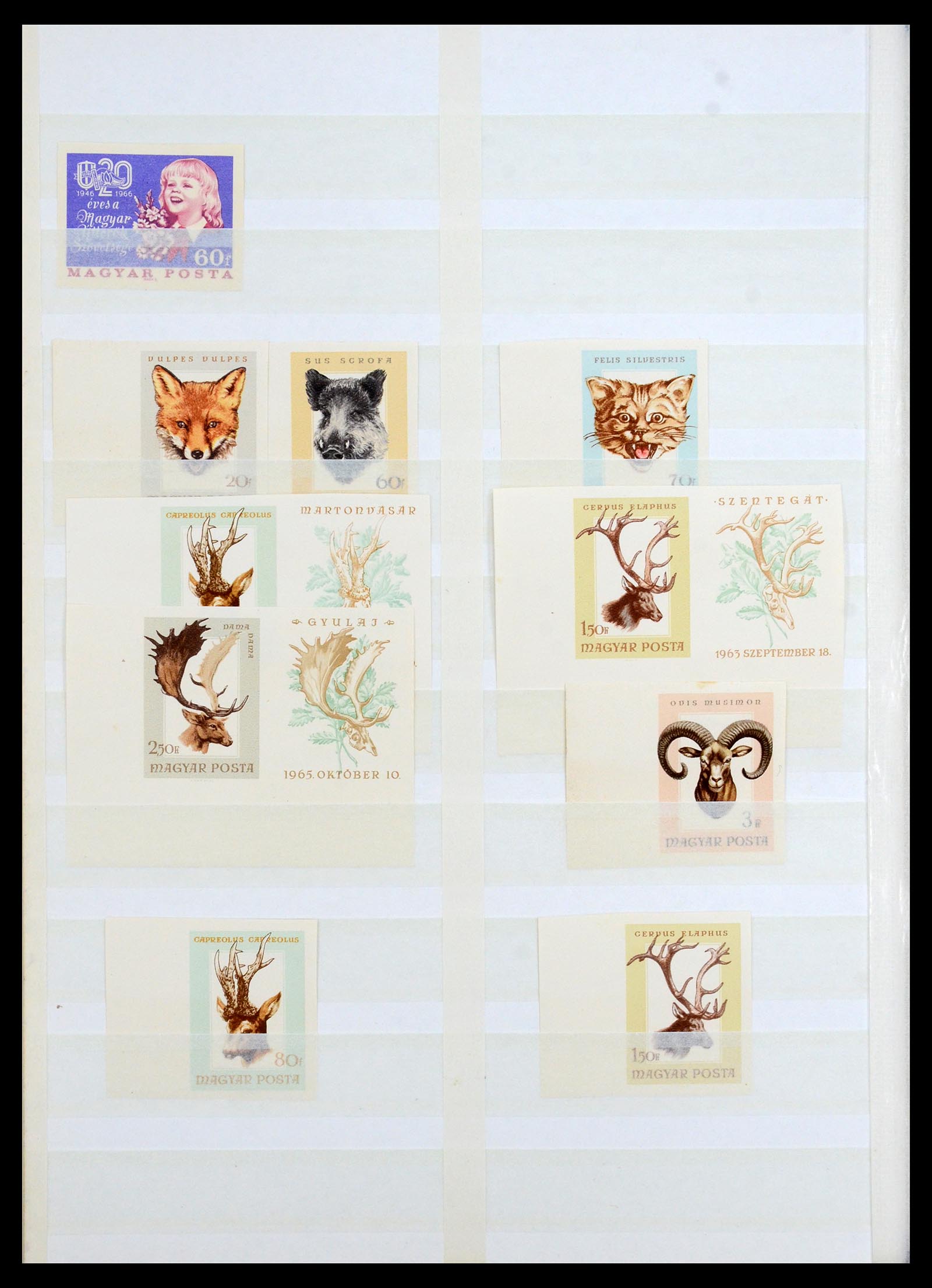 35143 030 - Postzegelverzameling 35143 Hongarije ONGETAND 1942-1991.