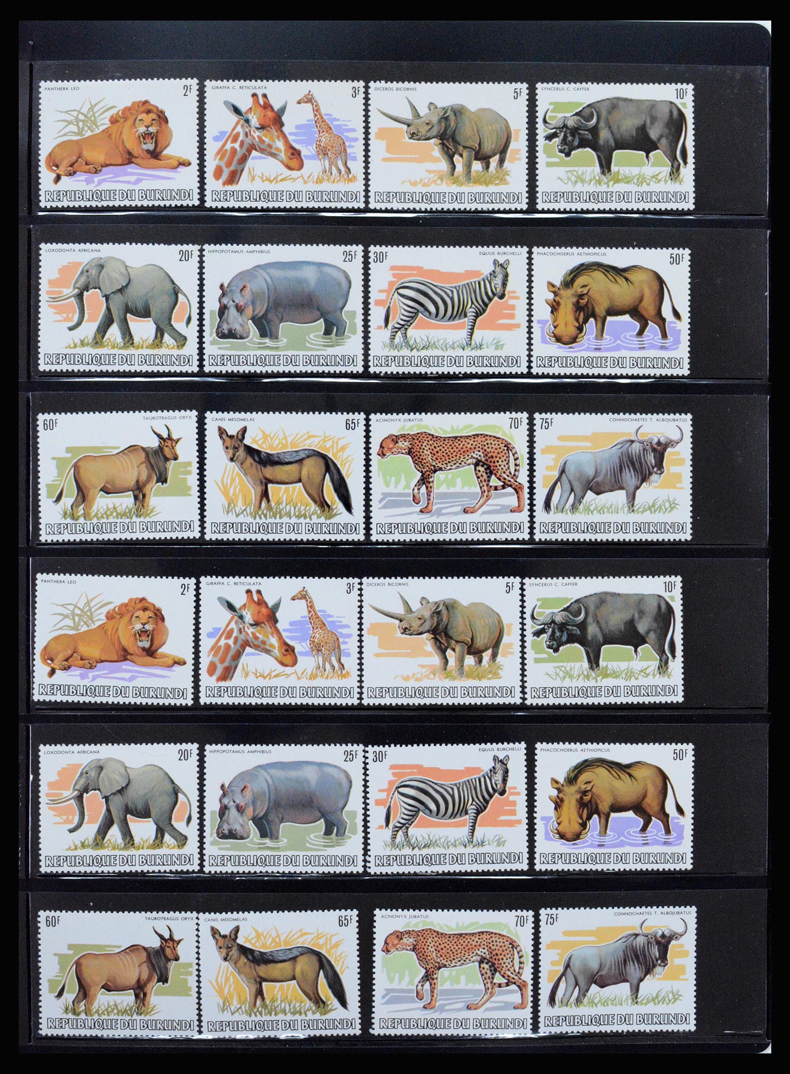 37241 082 - Postzegelverzameling 37241 Belgisch Congo en Rwanda 1886-1984.