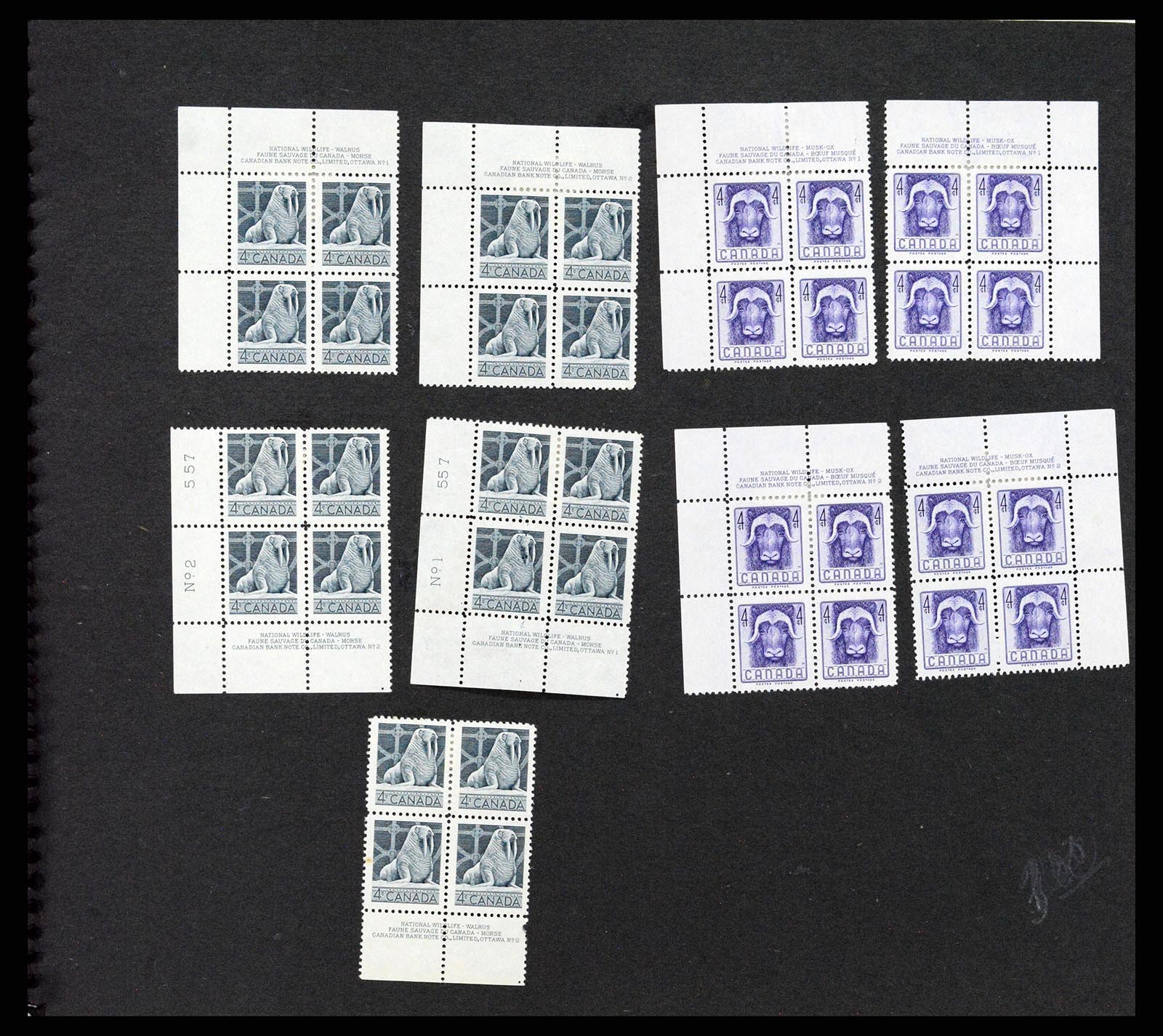 37243 062 - Postzegelverzameling 37243 Canada 1868-1955.