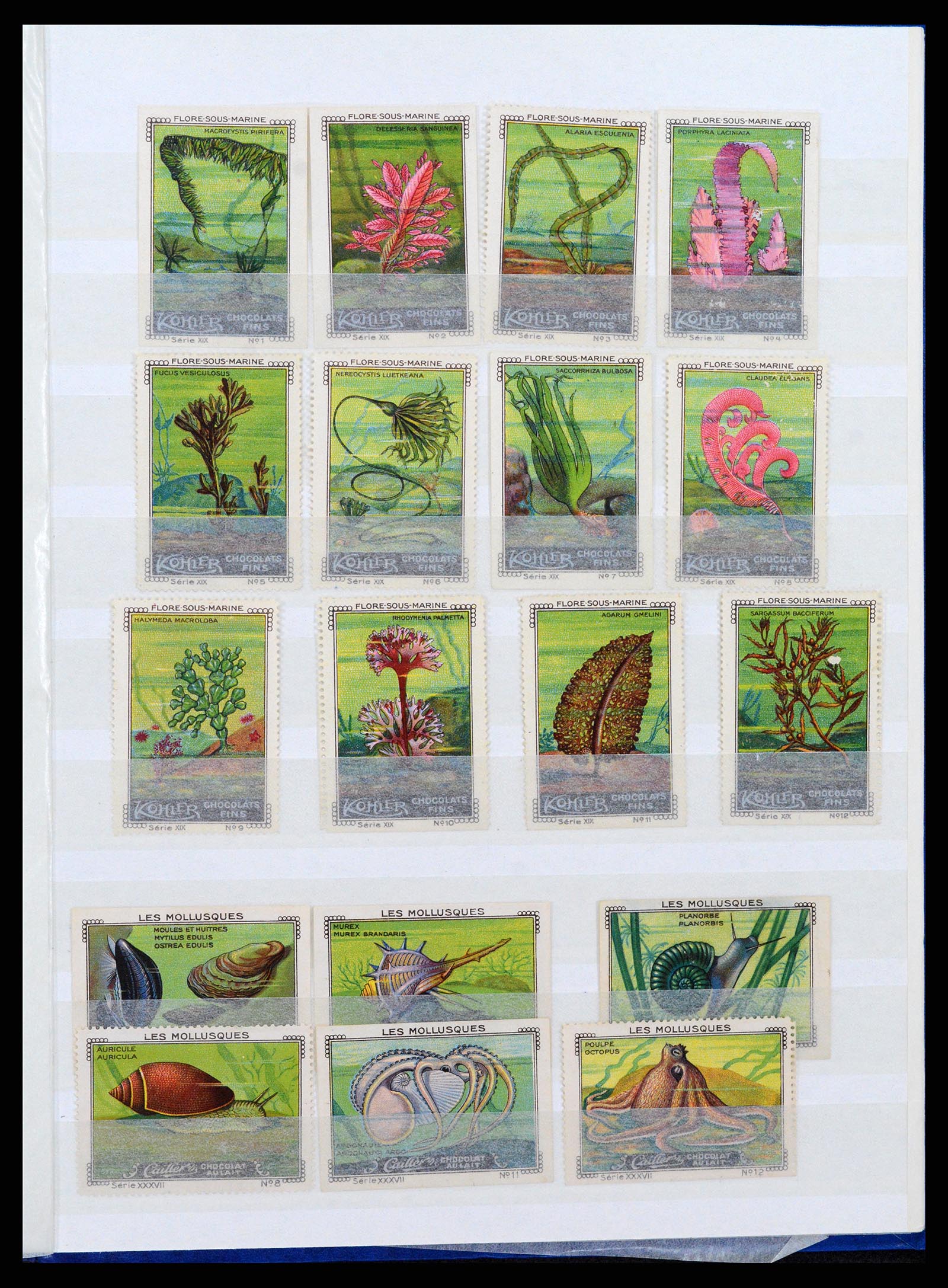 37465 020 - Stamp collection 37465 Thematics fishes and sealife till 2021!!