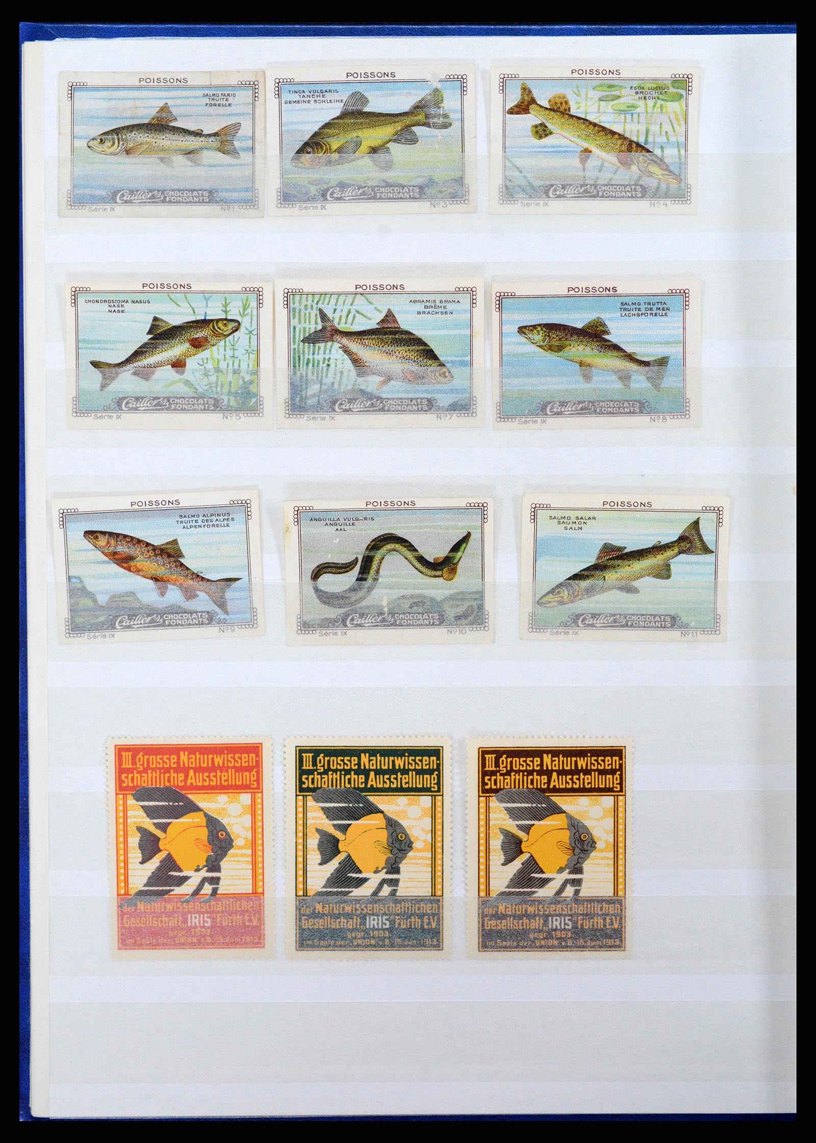 37465 022 - Stamp collection 37465 Thematics fishes and sealife till 2021!!