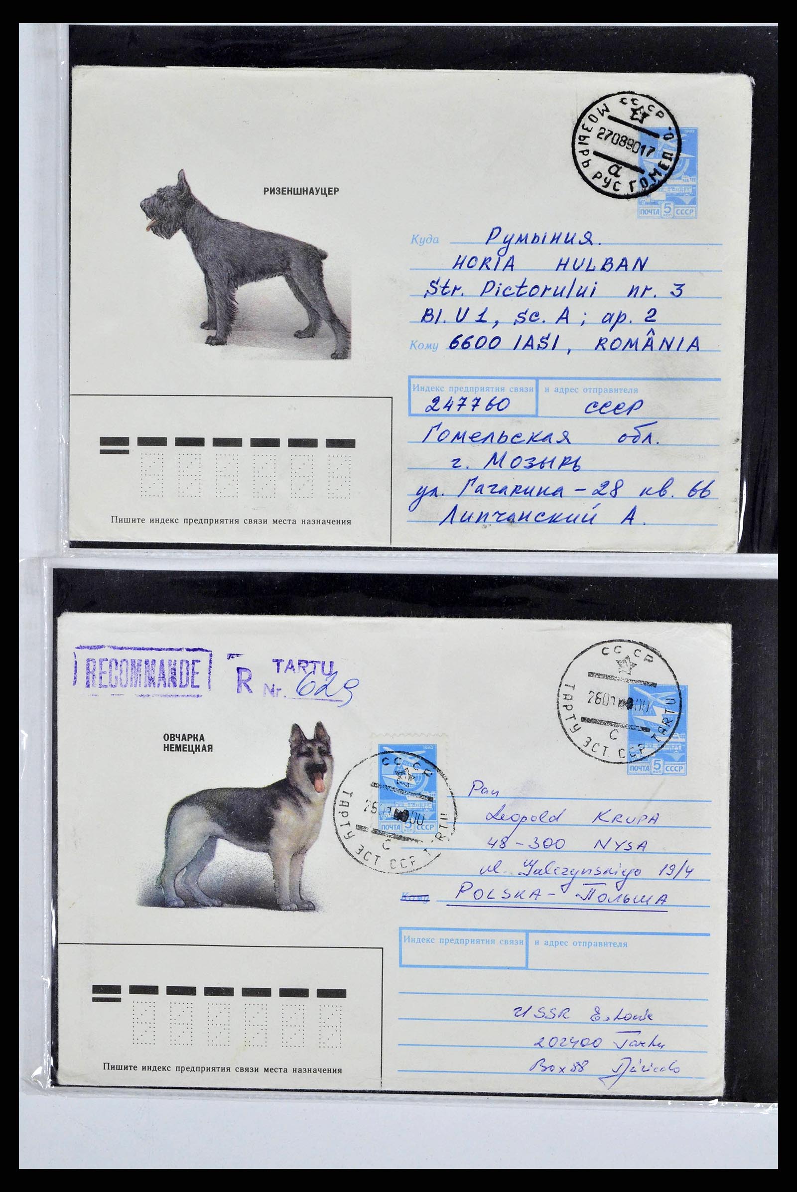 37673 0074 - Stamp collection 37673 Thematics dogs covers 1900-2000.