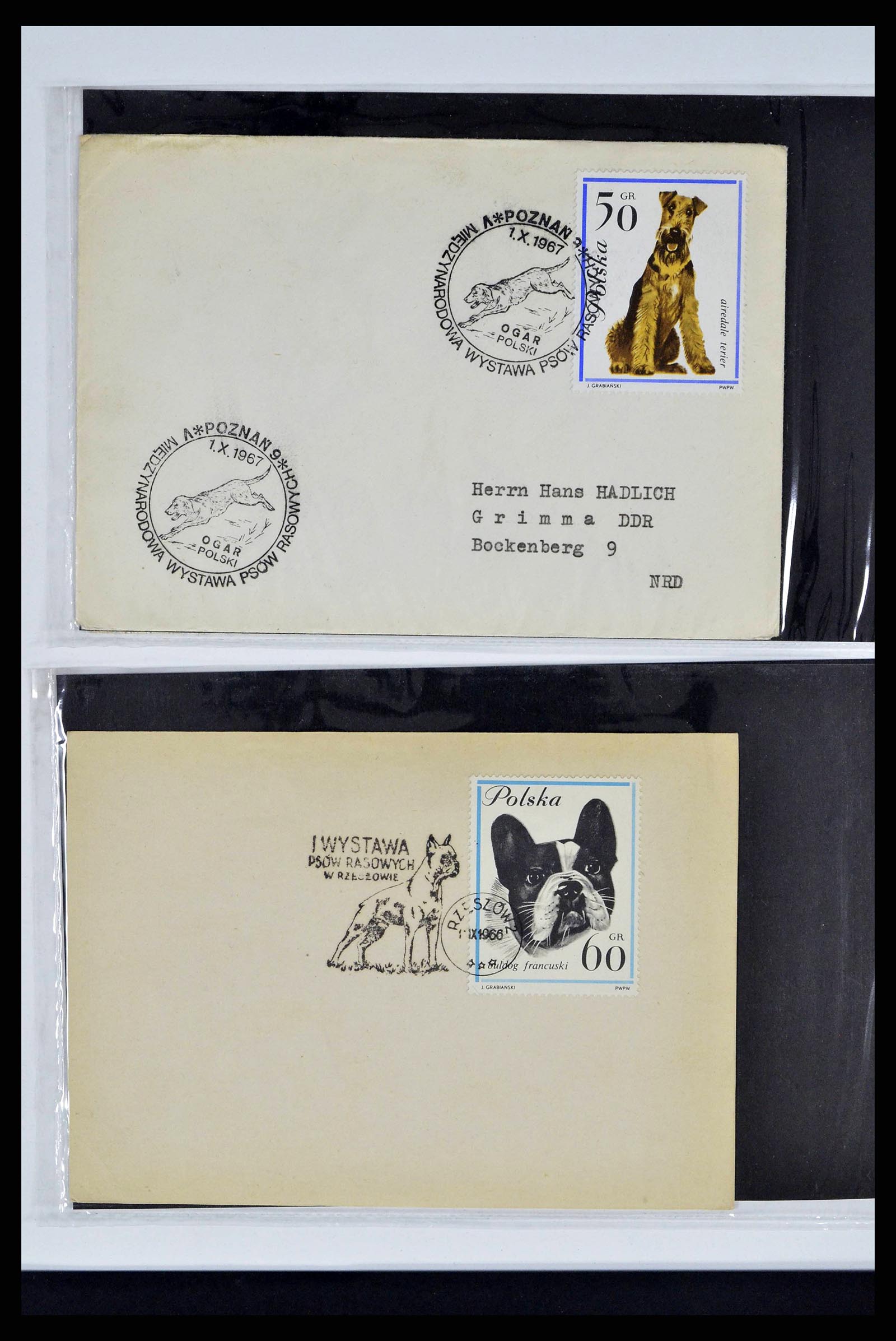 37673 0320 - Stamp collection 37673 Thematics dogs covers 1900-2000.