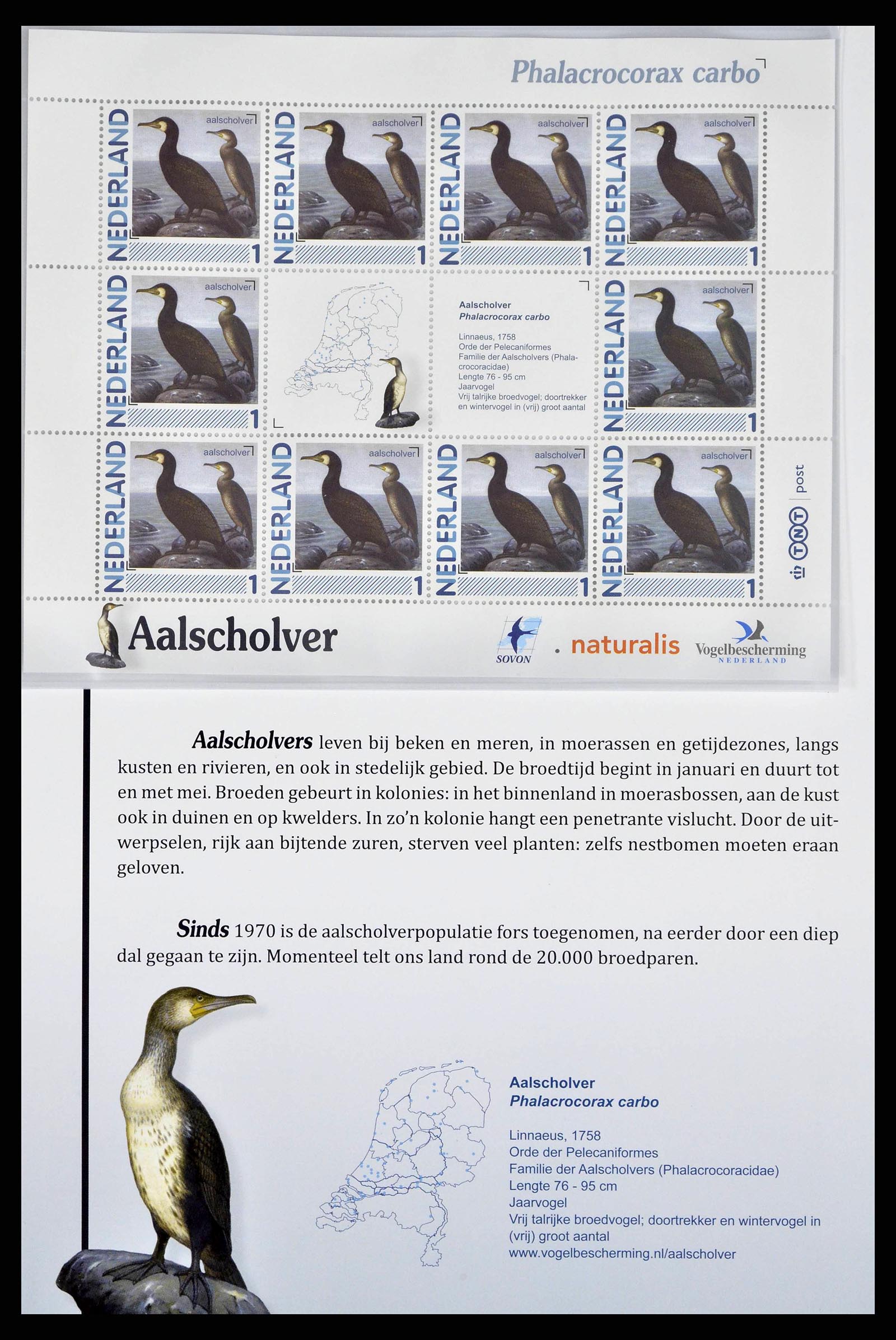 38383 0001 - Postzegelverzameling 38383 Nederland vogels in Nederland.