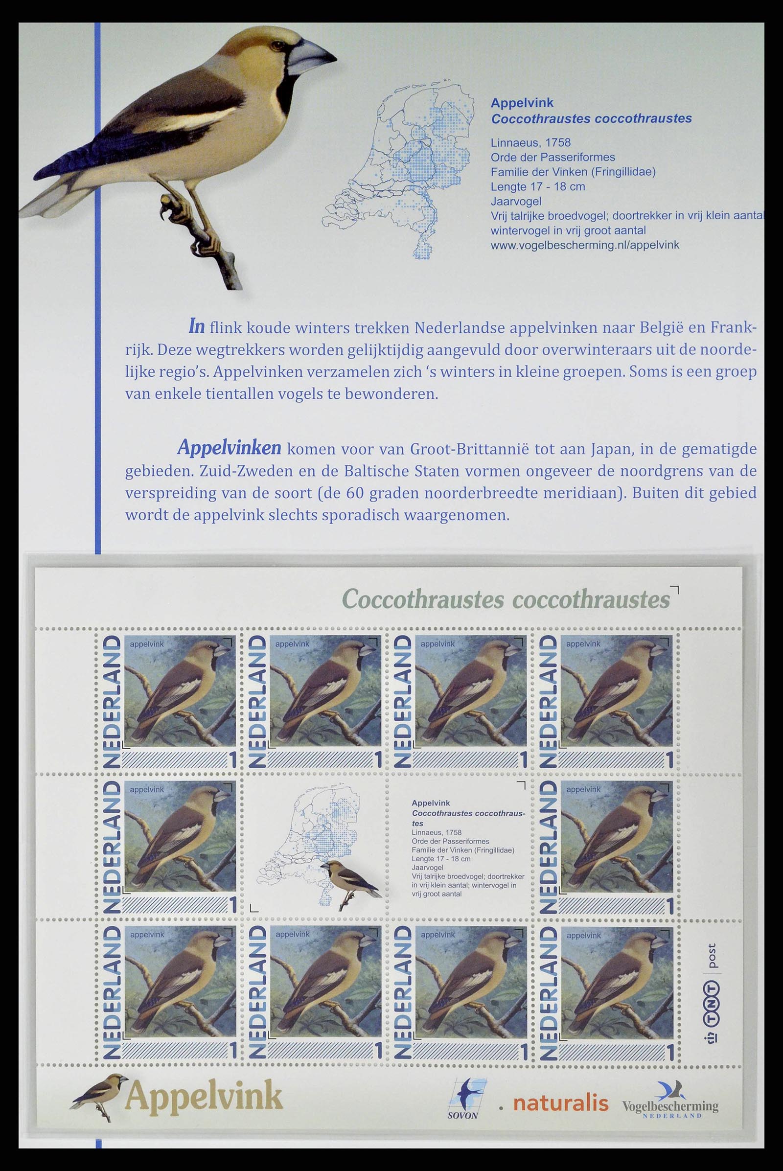 38383 0002 - Postzegelverzameling 38383 Nederland vogels in Nederland.