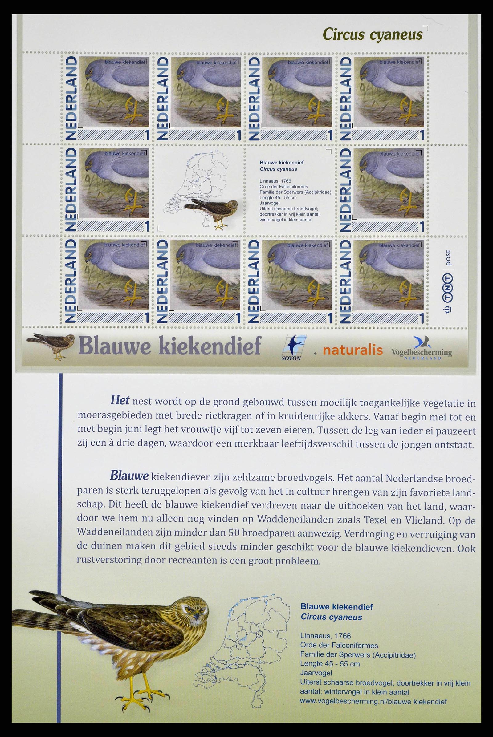 38383 0003 - Postzegelverzameling 38383 Nederland vogels in Nederland.