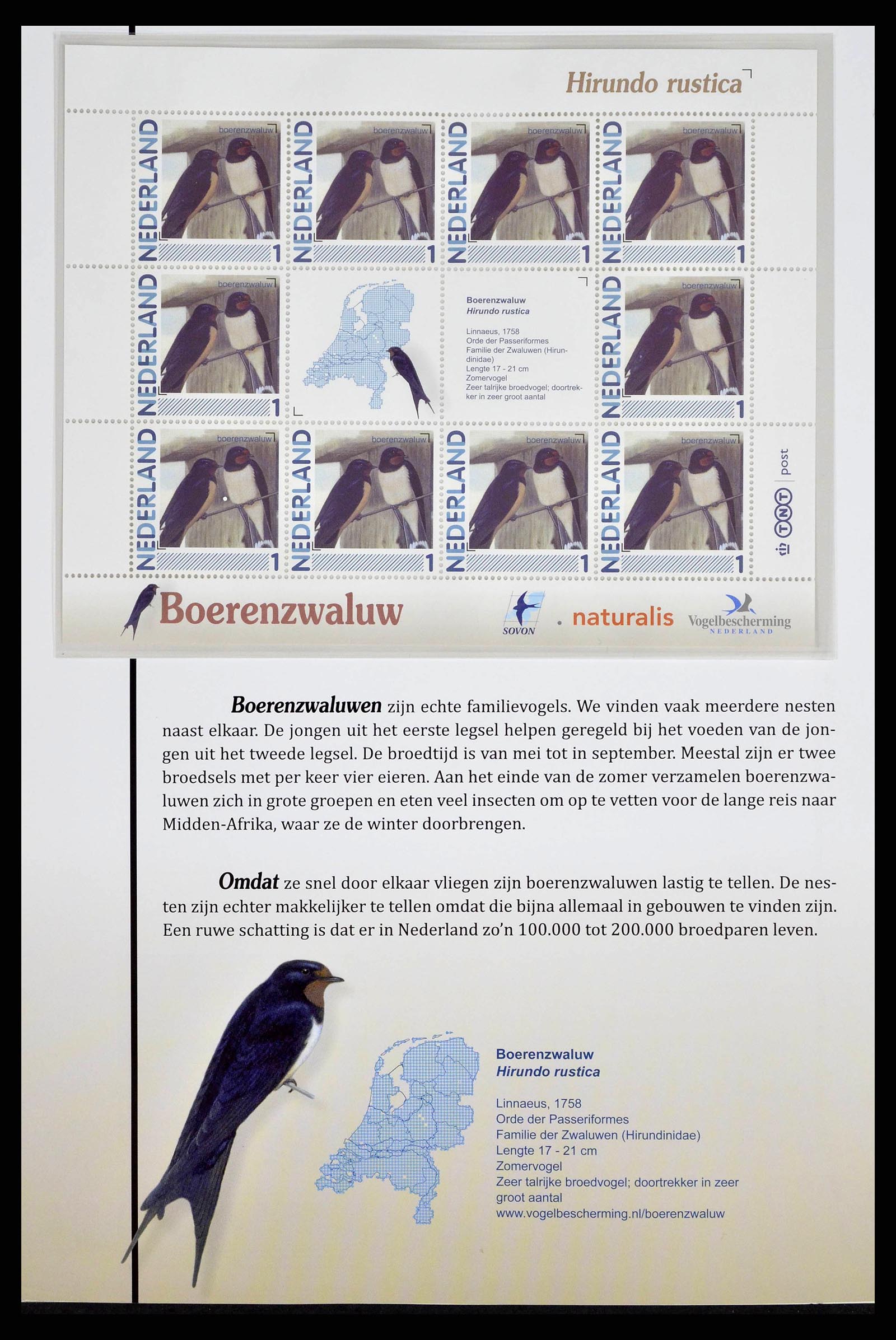 38383 0005 - Postzegelverzameling 38383 Nederland vogels in Nederland.