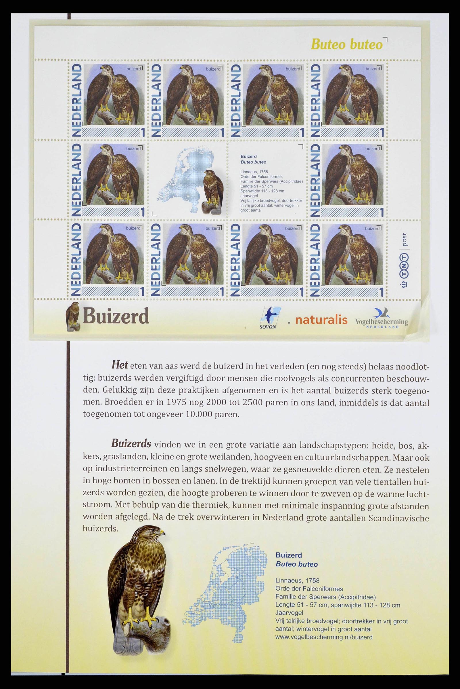 38383 0008 - Postzegelverzameling 38383 Nederland vogels in Nederland.
