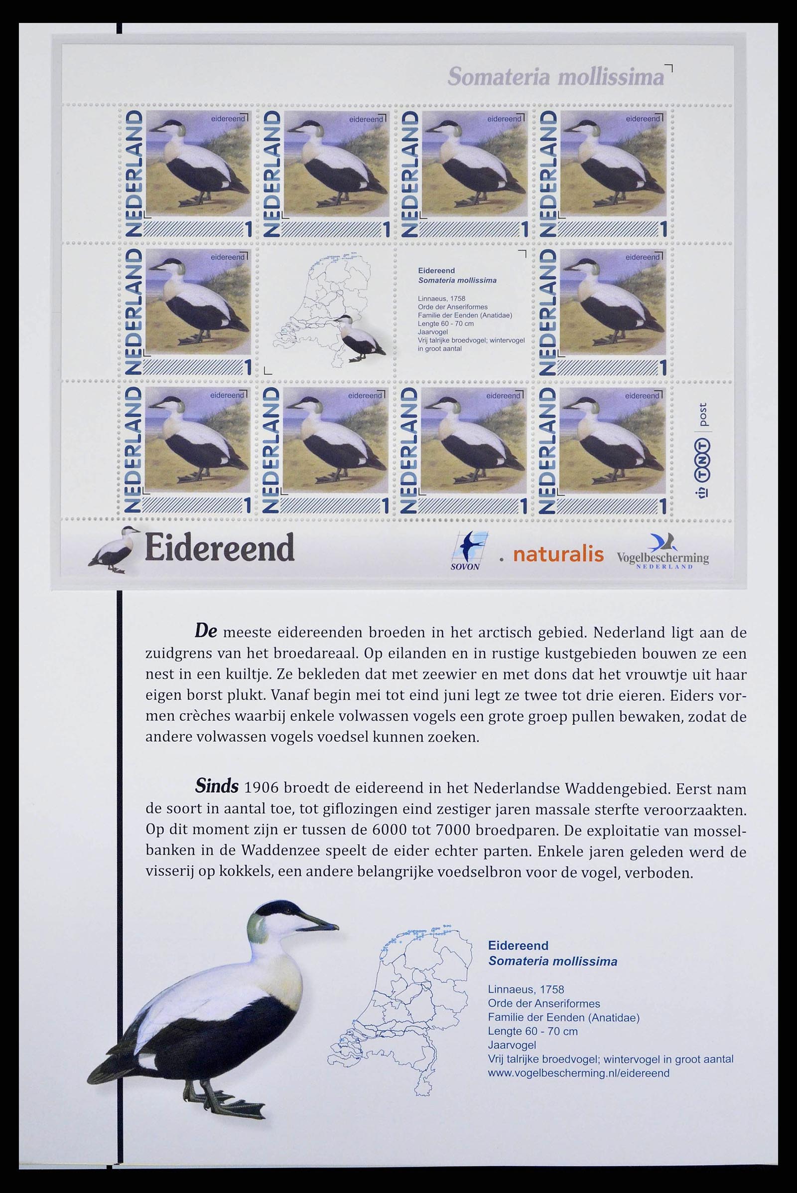 38383 0009 - Postzegelverzameling 38383 Nederland vogels in Nederland.