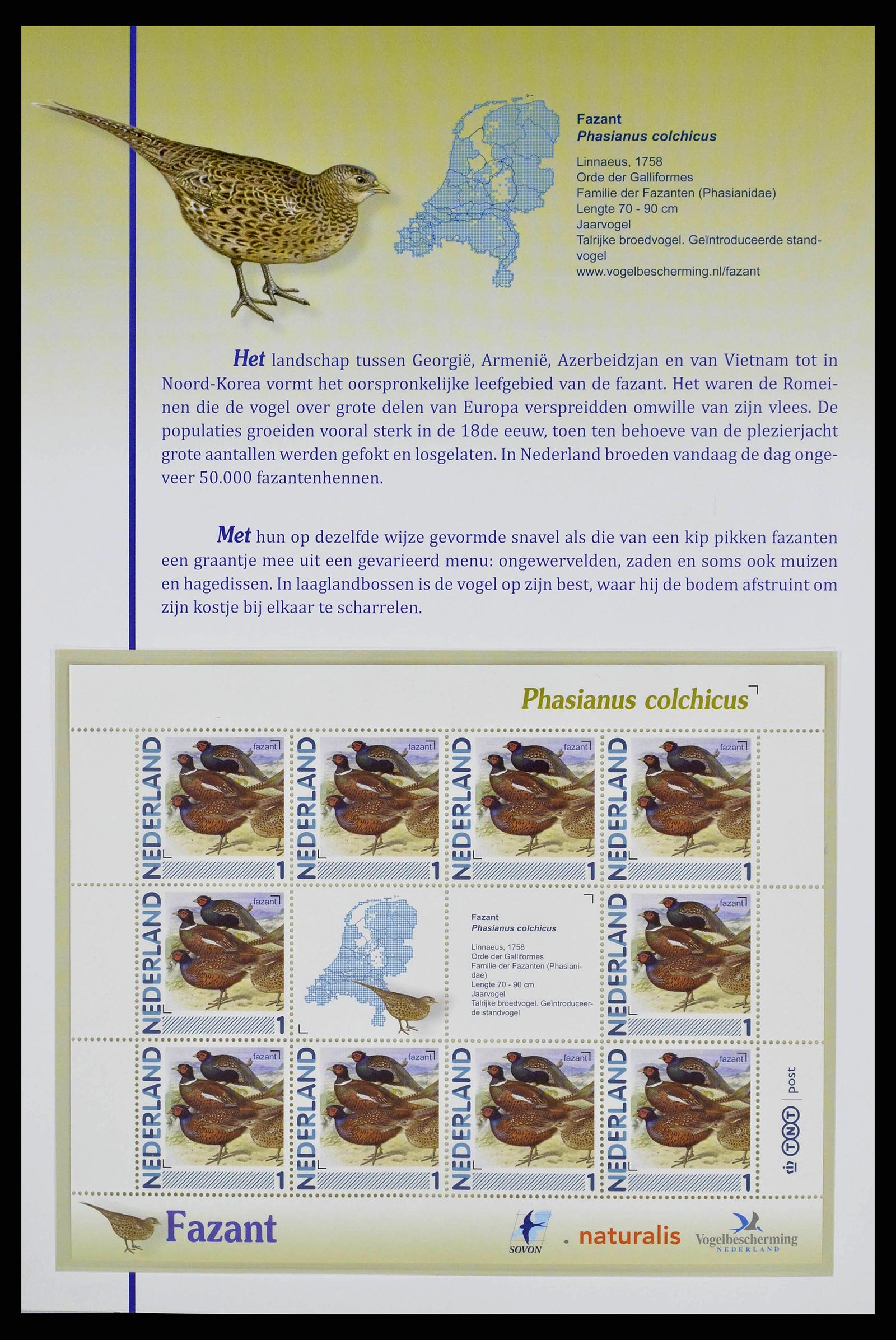 38383 0011 - Postzegelverzameling 38383 Nederland vogels in Nederland.