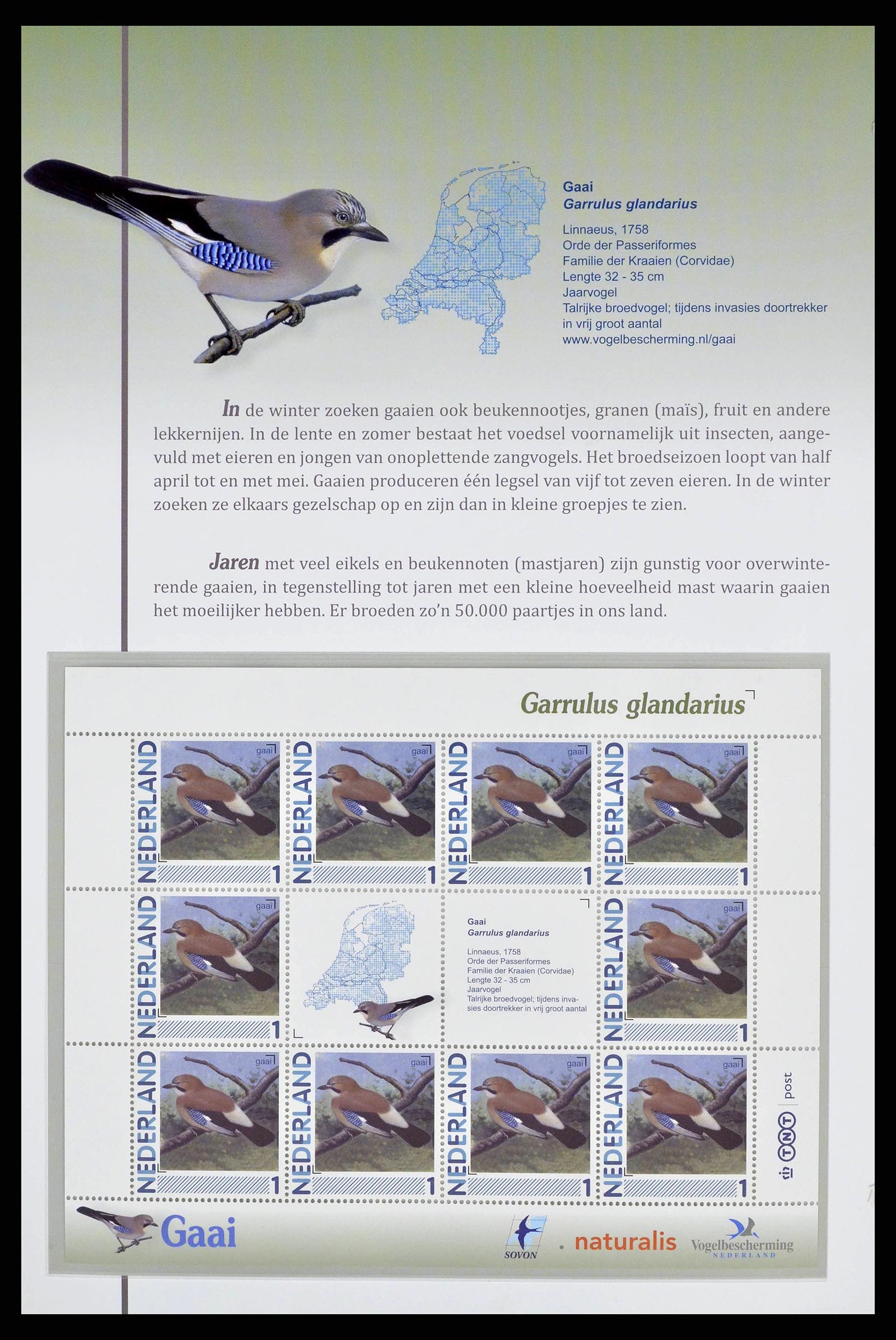 38383 0013 - Postzegelverzameling 38383 Nederland vogels in Nederland.