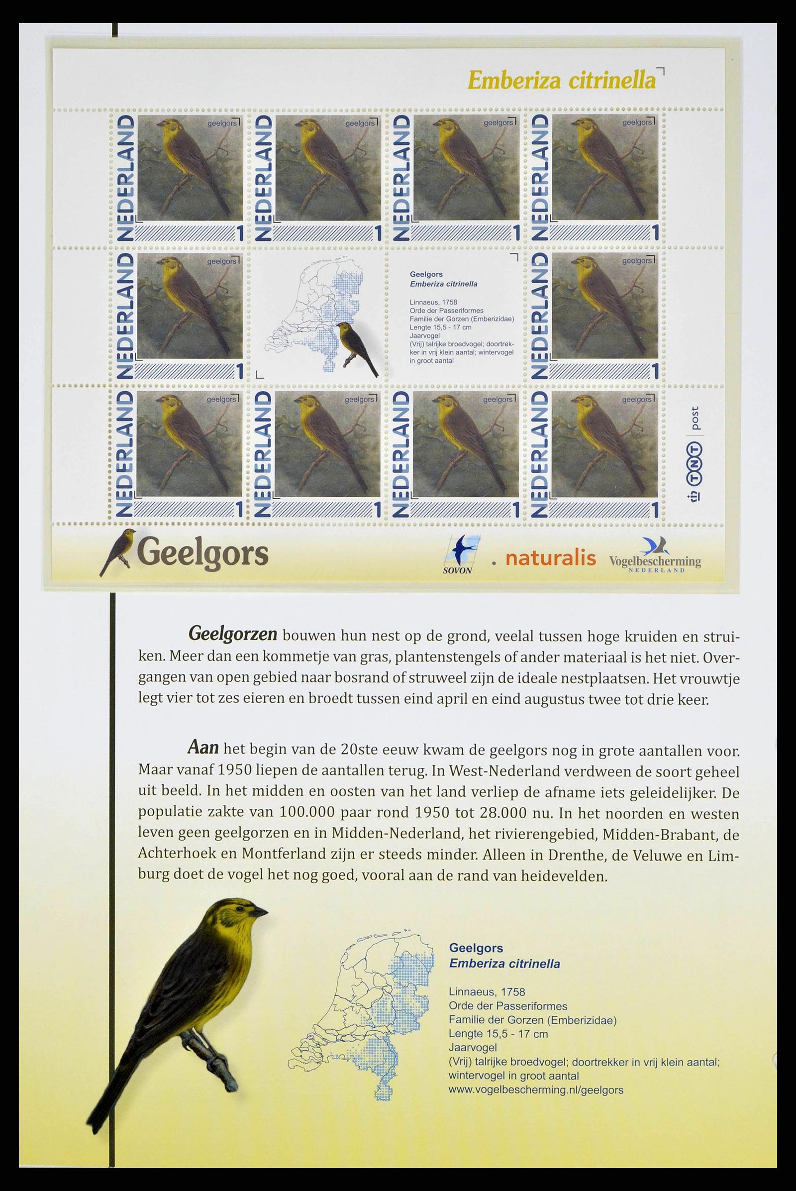 38383 0014 - Postzegelverzameling 38383 Nederland vogels in Nederland.
