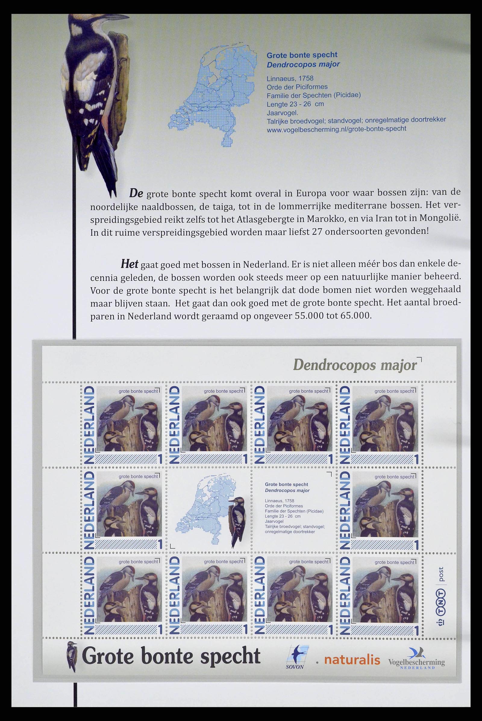 38383 0019 - Postzegelverzameling 38383 Nederland vogels in Nederland.