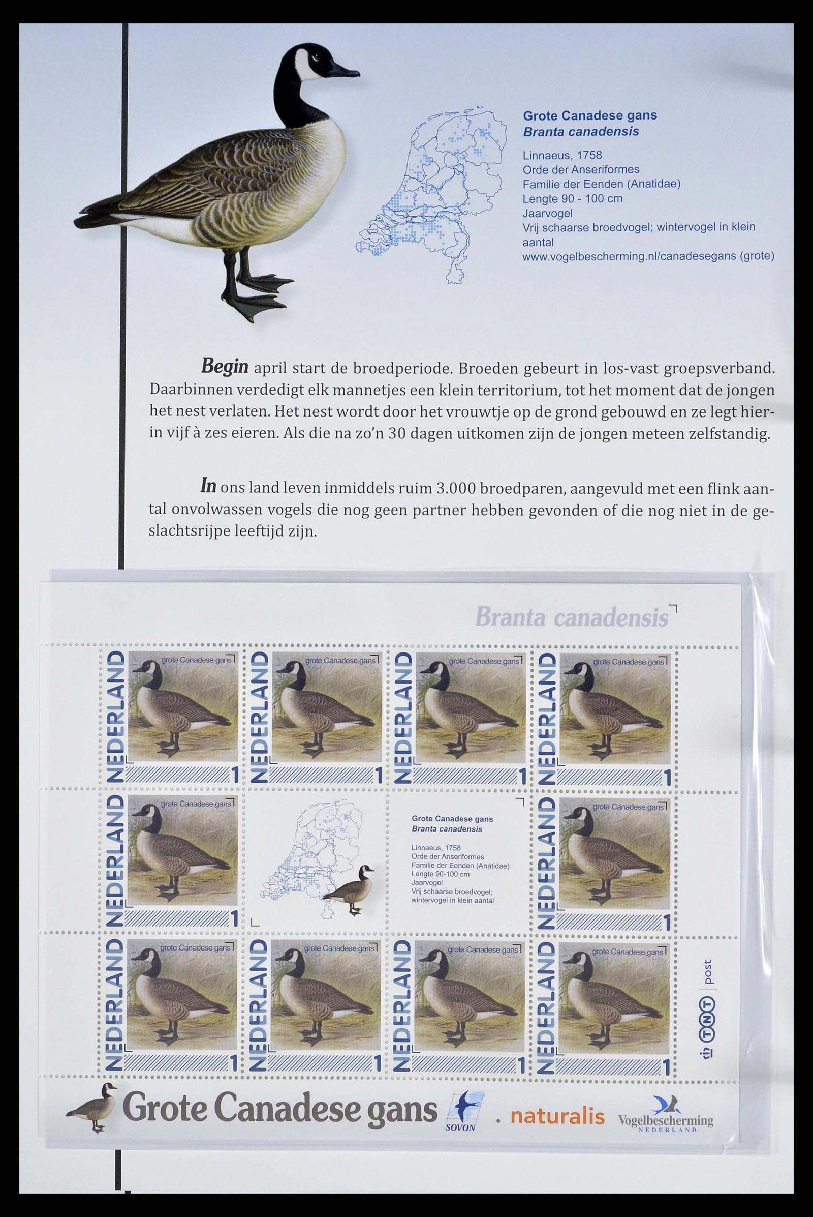 38383 0020 - Postzegelverzameling 38383 Nederland vogels in Nederland.