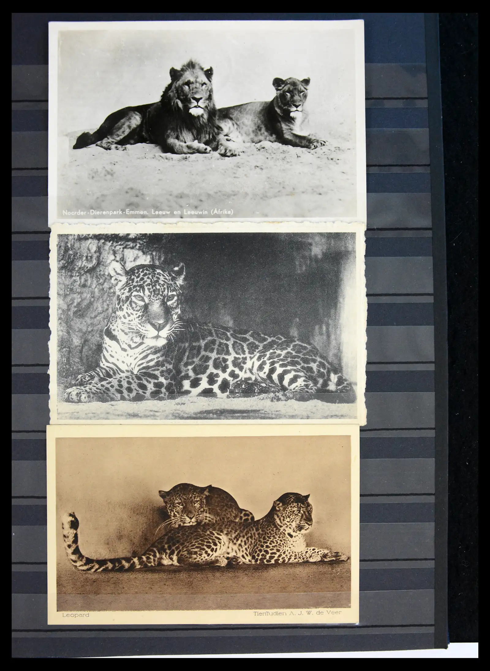40971 0036 - Stamp collection 40971 Thematics lions/tigers 1870-2010.