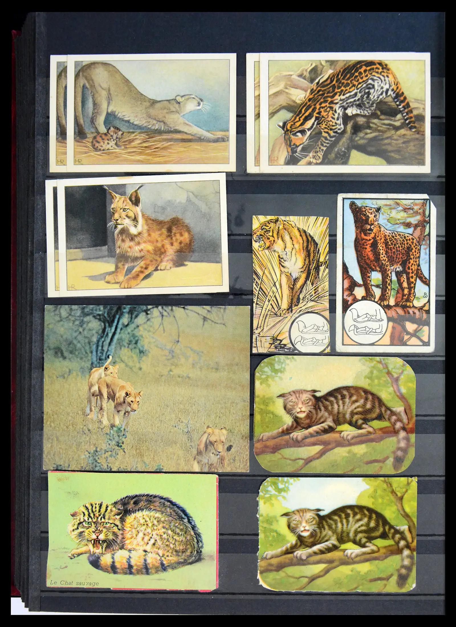 40971 0090 - Stamp collection 40971 Thematics lions/tigers 1870-2010.