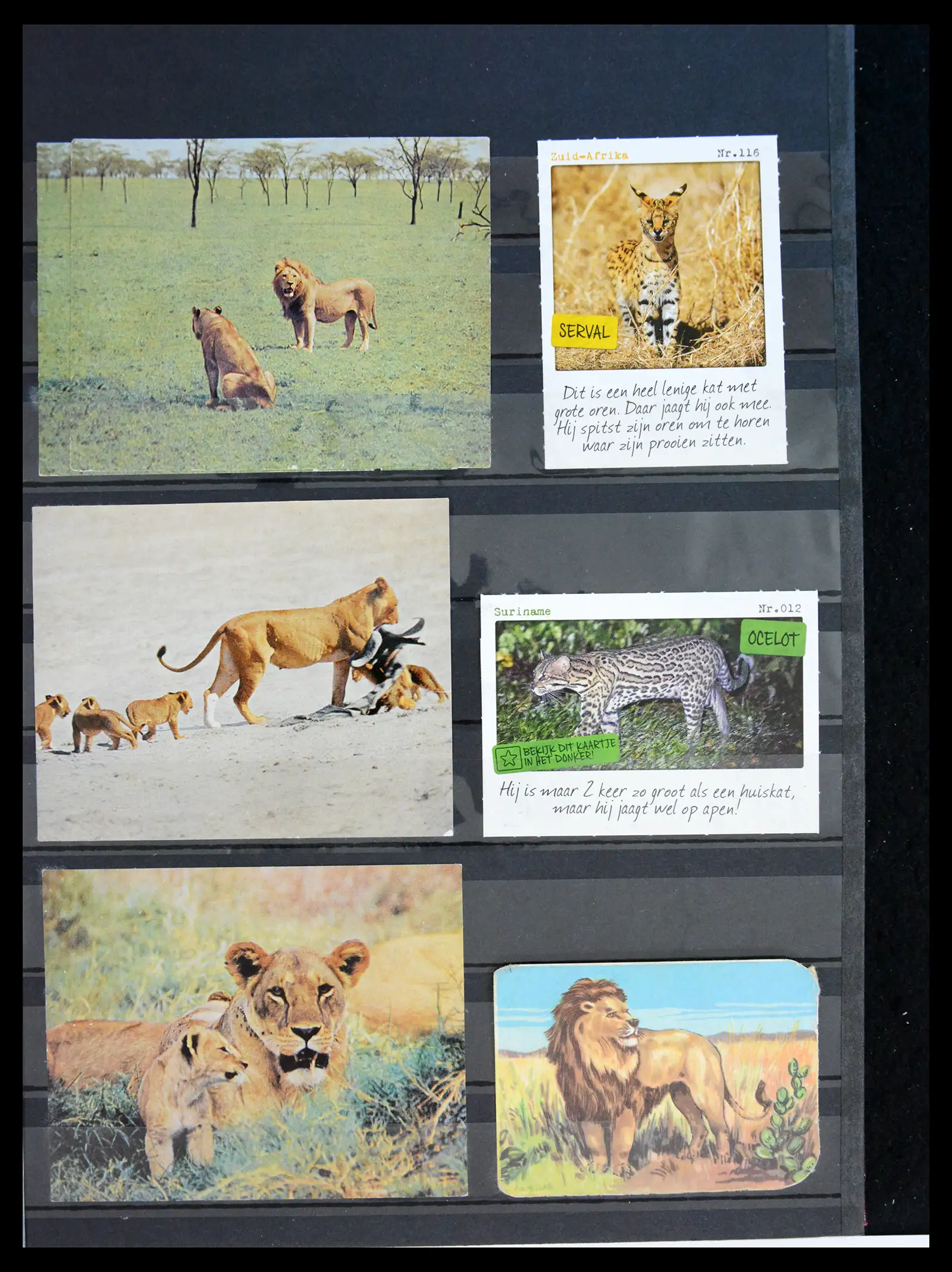 40971 0091 - Stamp collection 40971 Thematics lions/tigers 1870-2010.