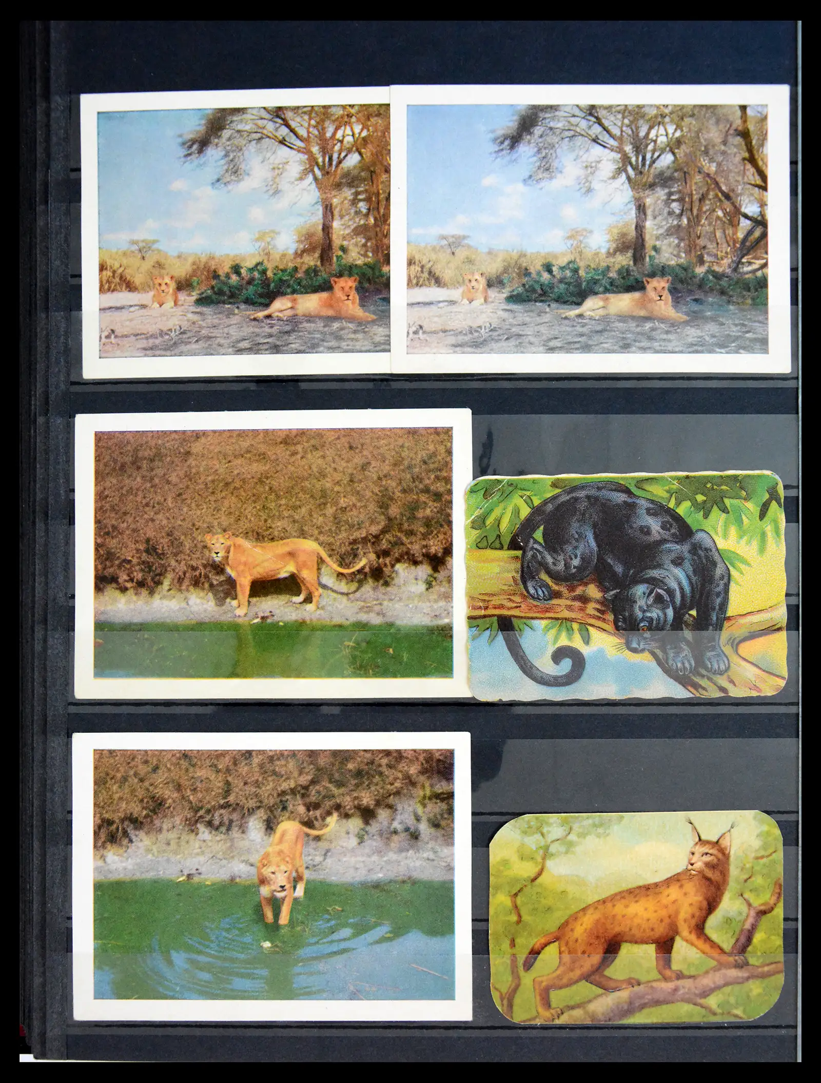 40971 0092 - Stamp collection 40971 Thematics lions/tigers 1870-2010.